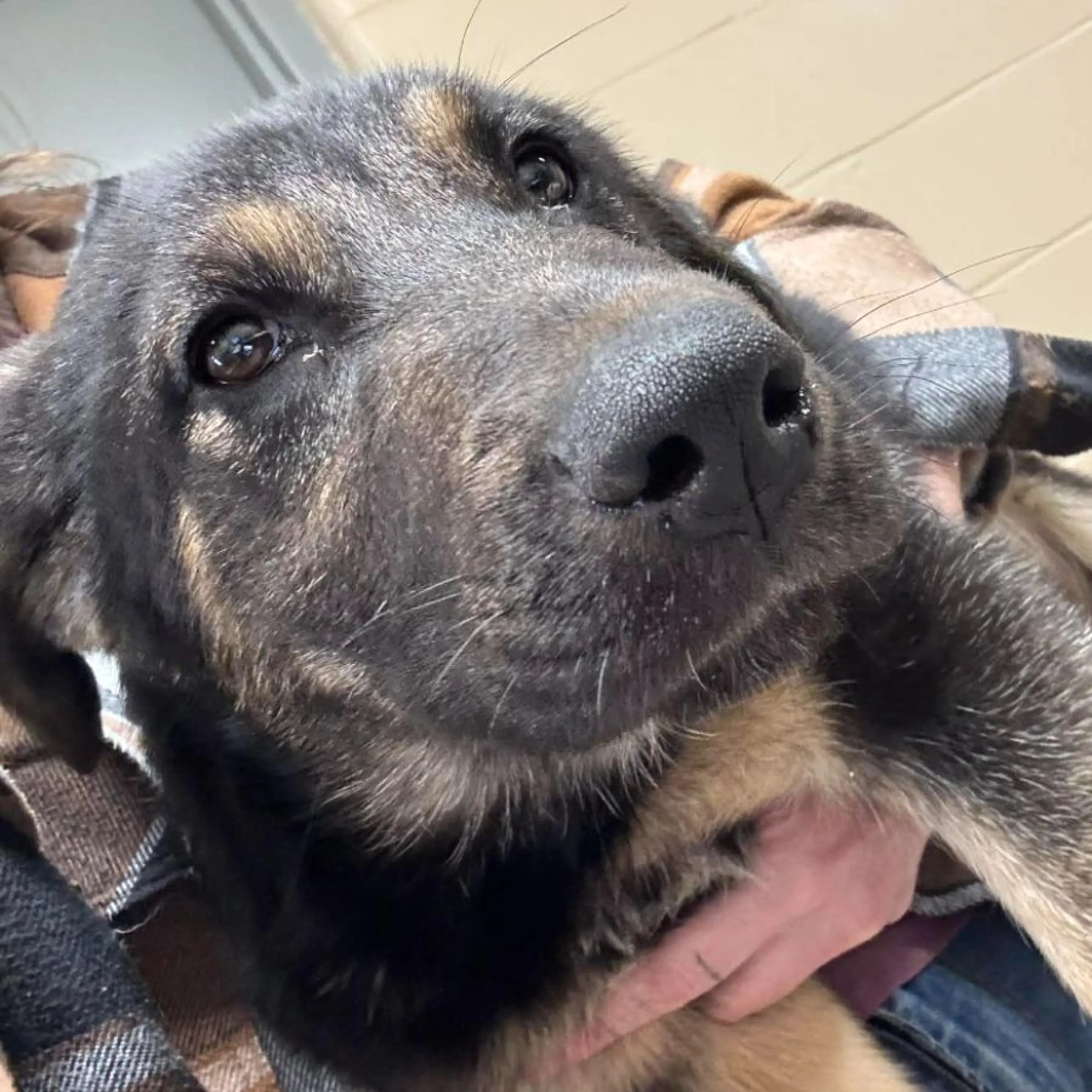Found pet