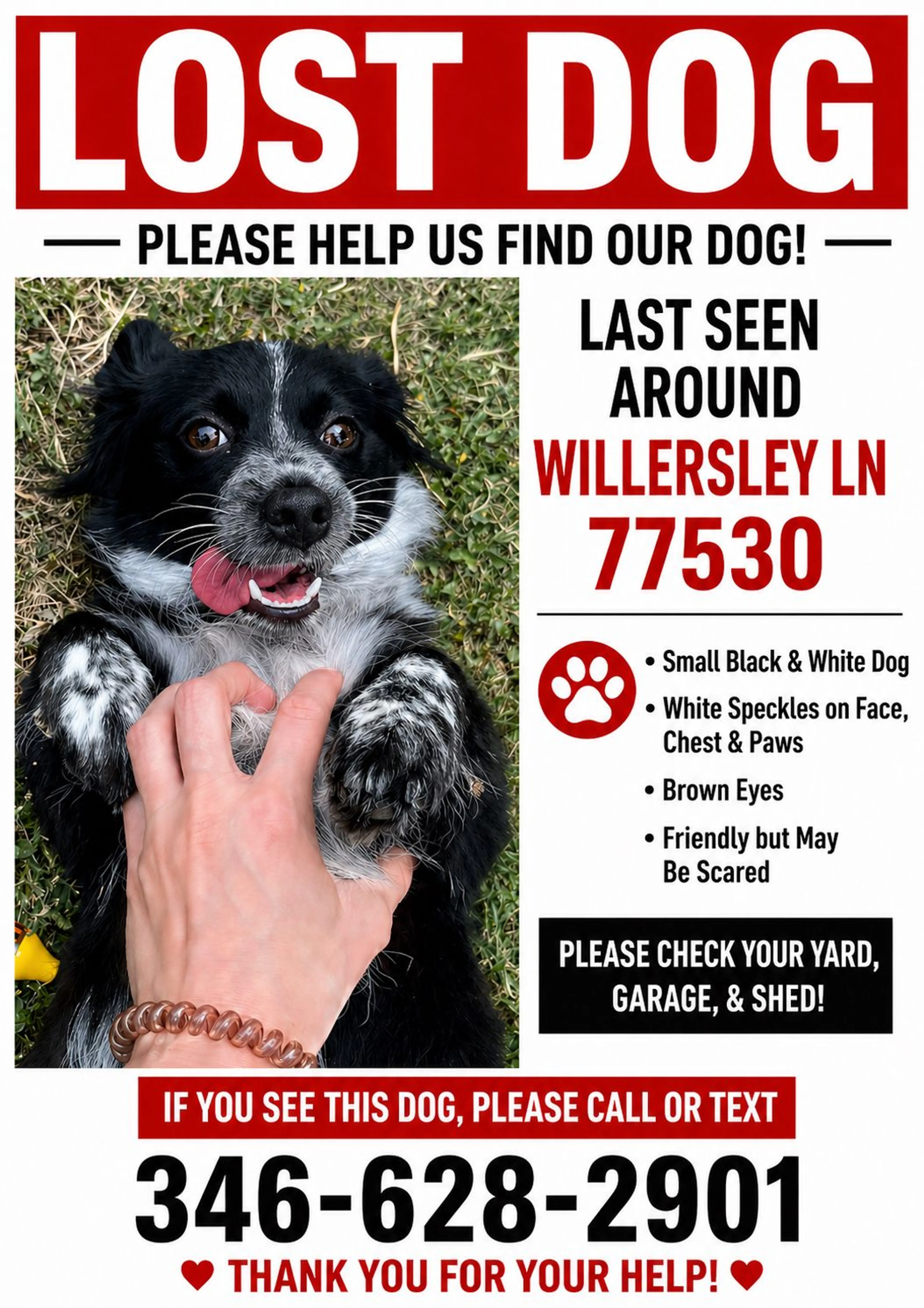 Lost pet