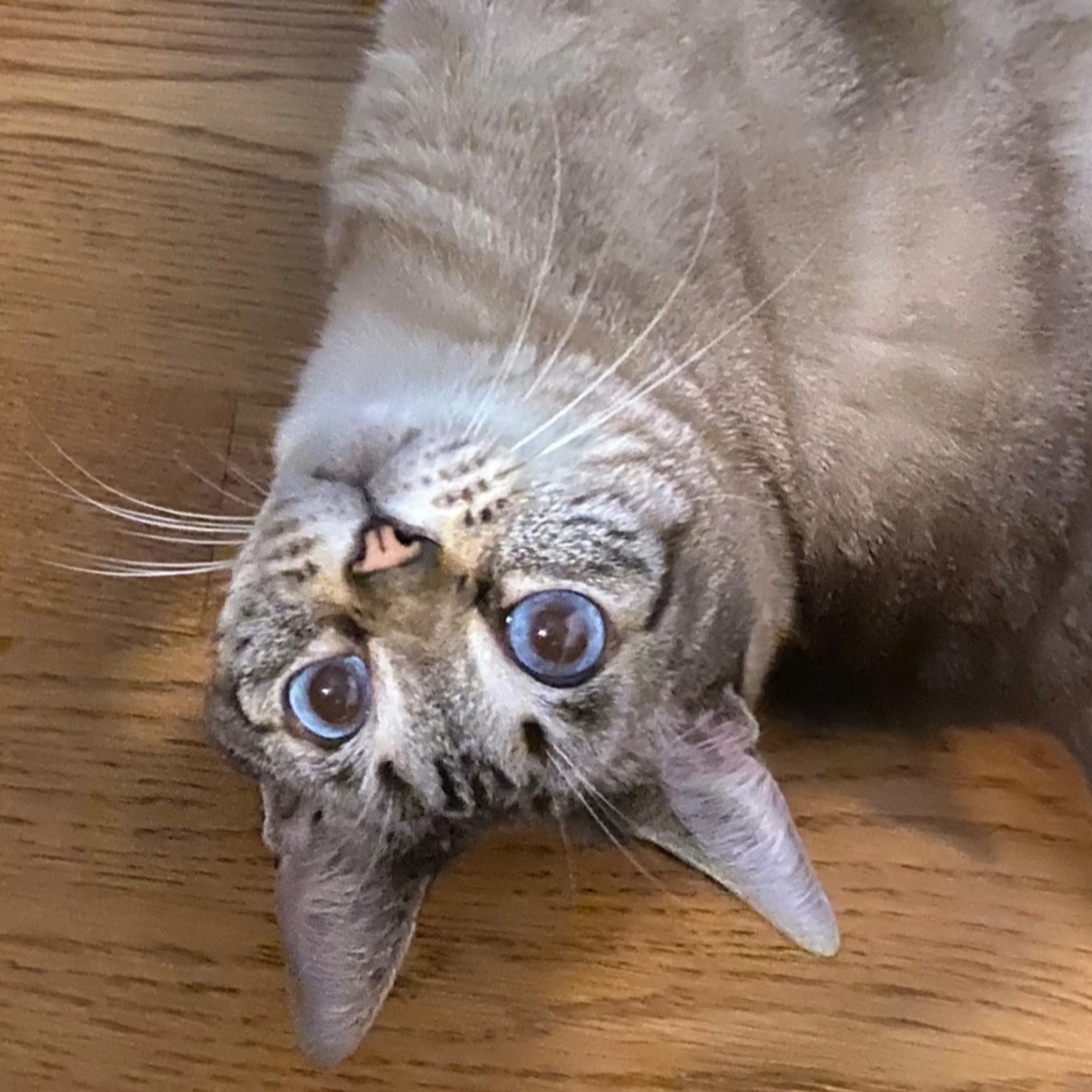 Lost pet-2