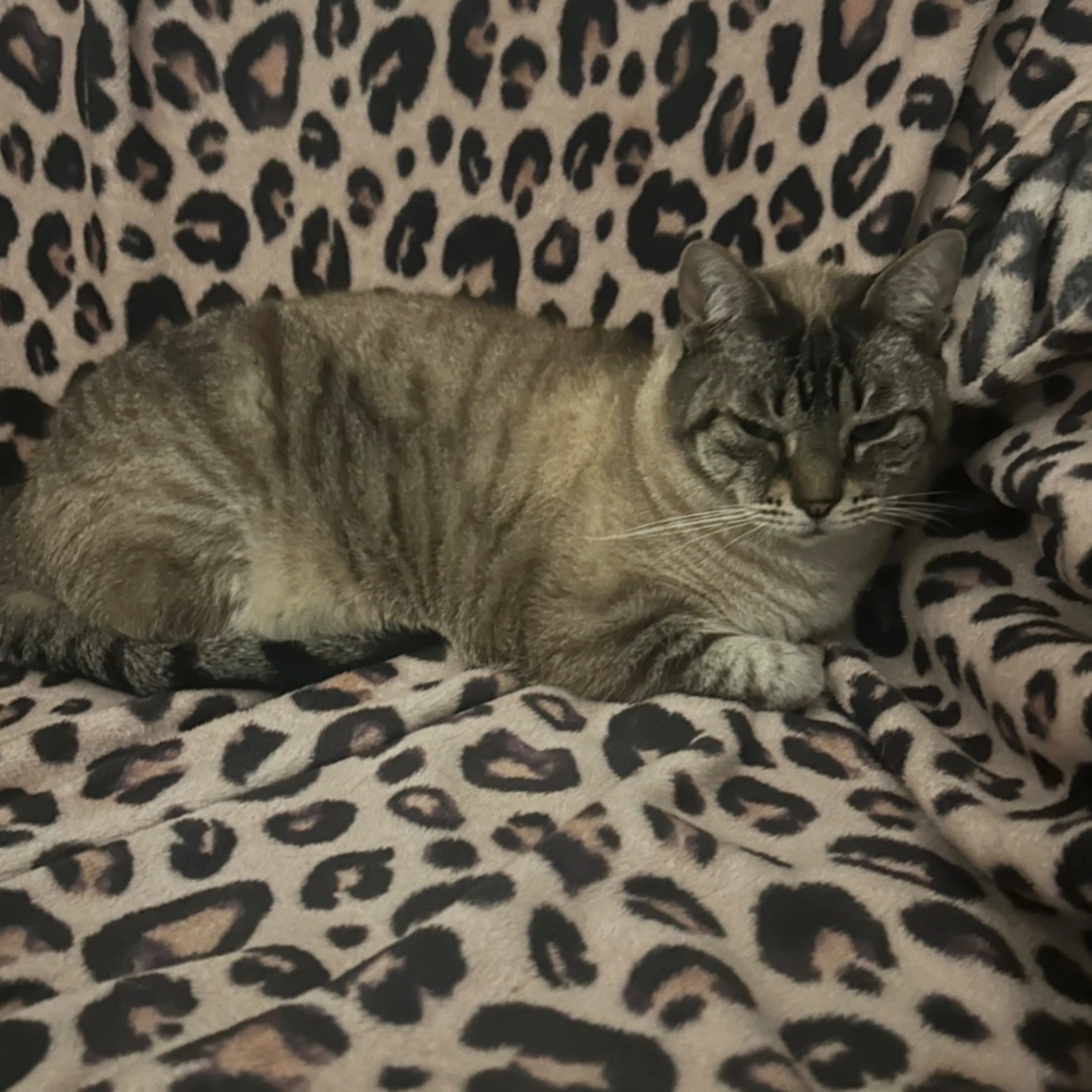 Lost pet-1