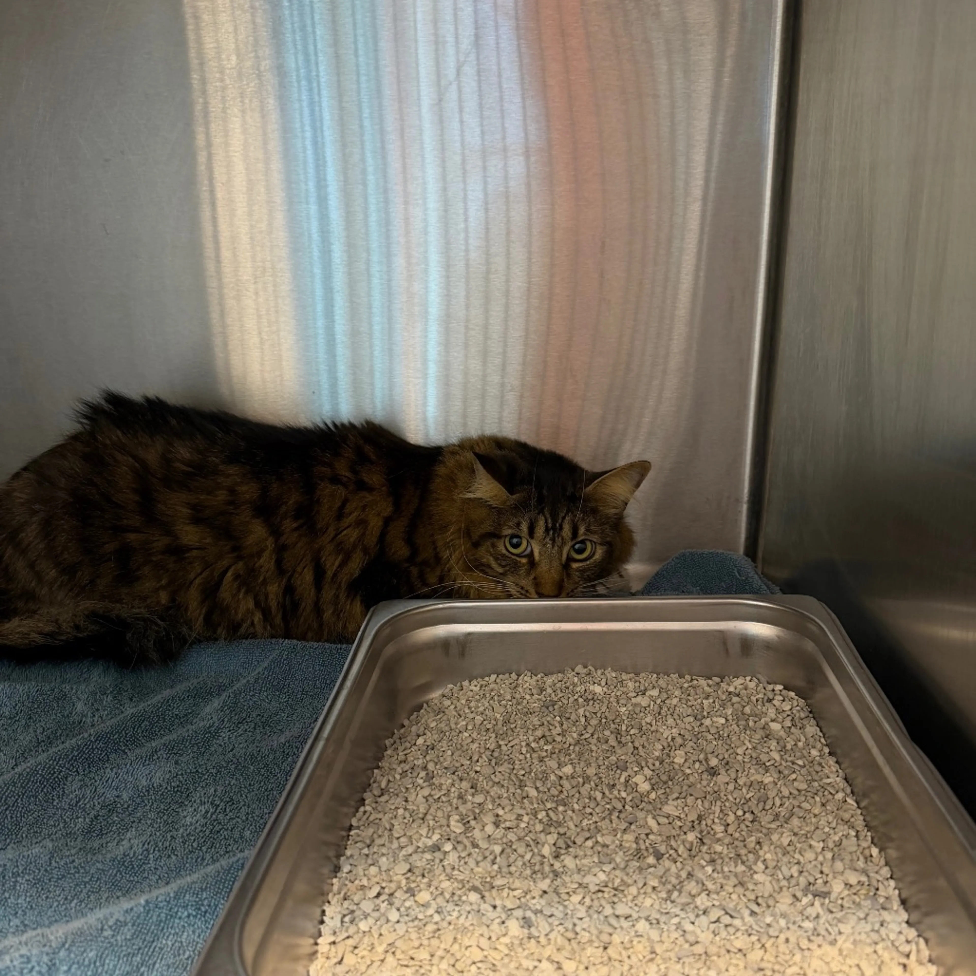 Found pet-1