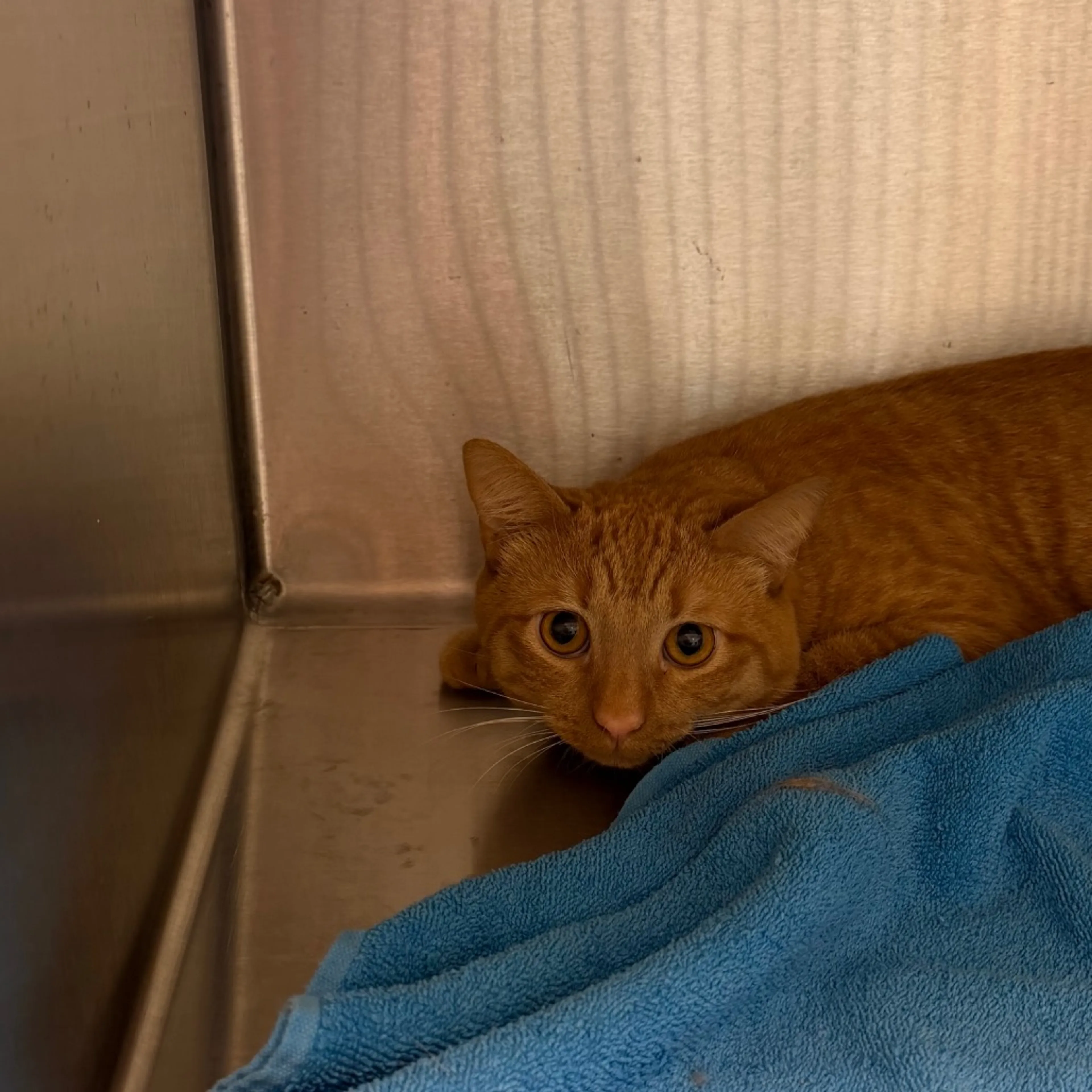 Found pet-1