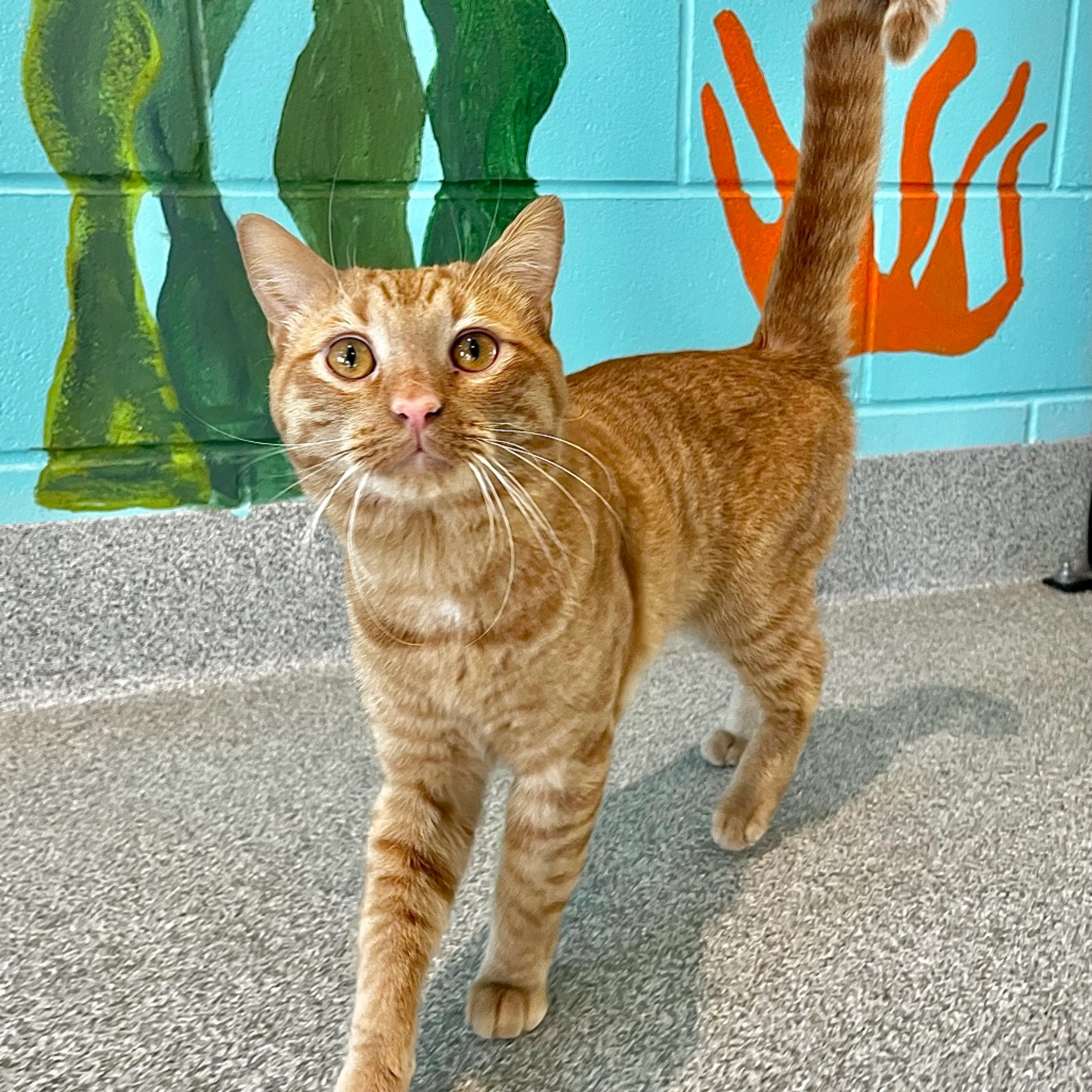 Found pet-2
