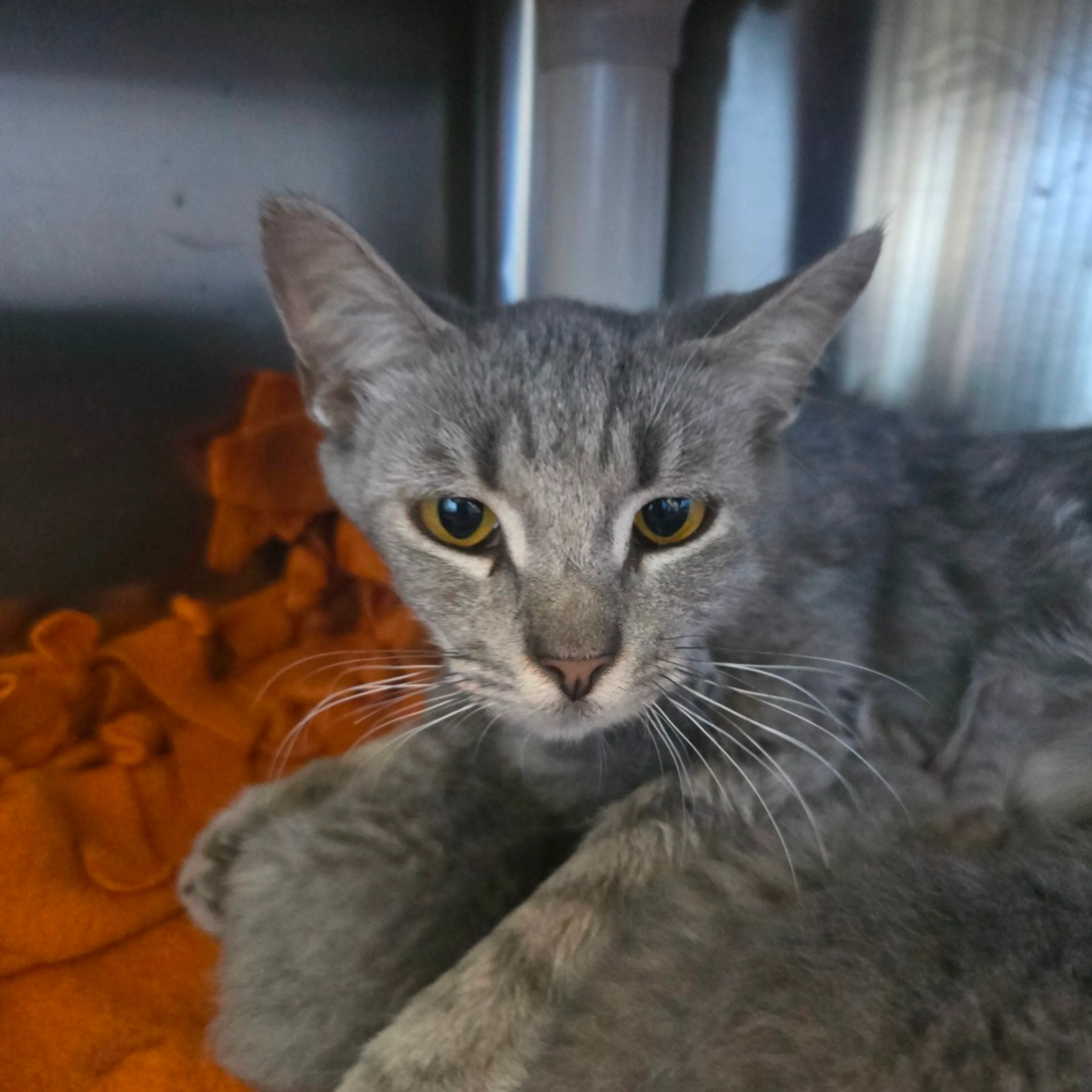 Found pet