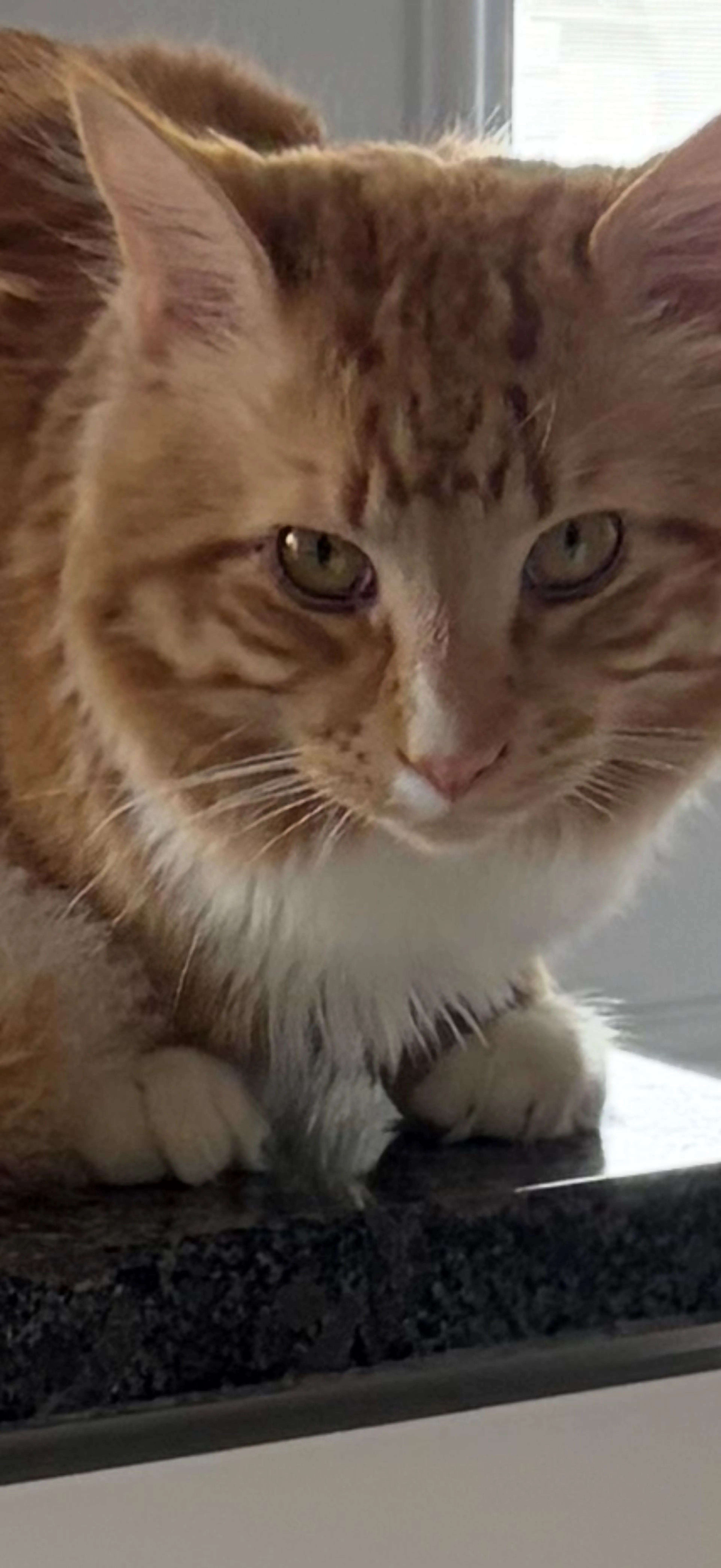 Lost pet-2