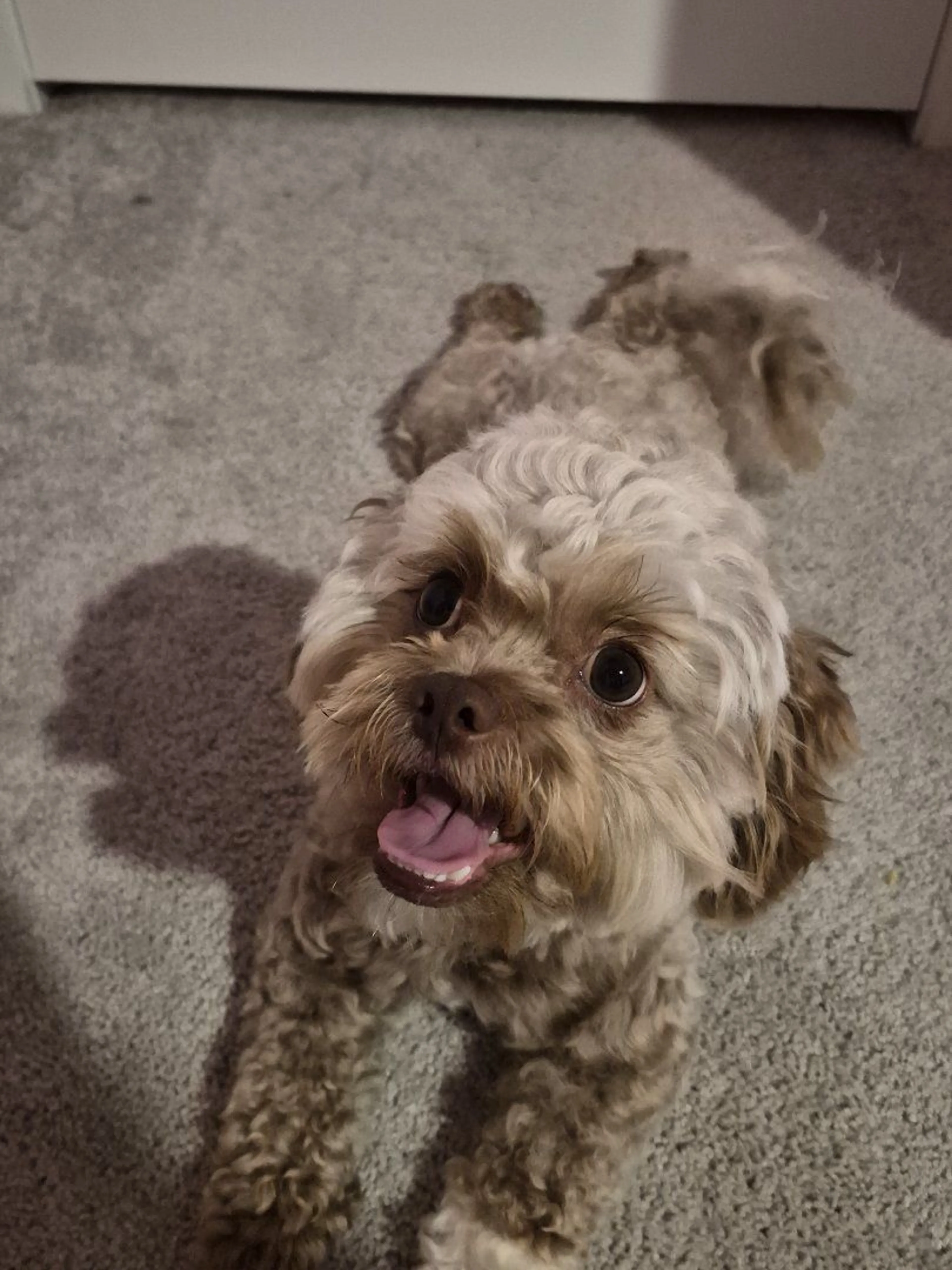 Lost pet-1