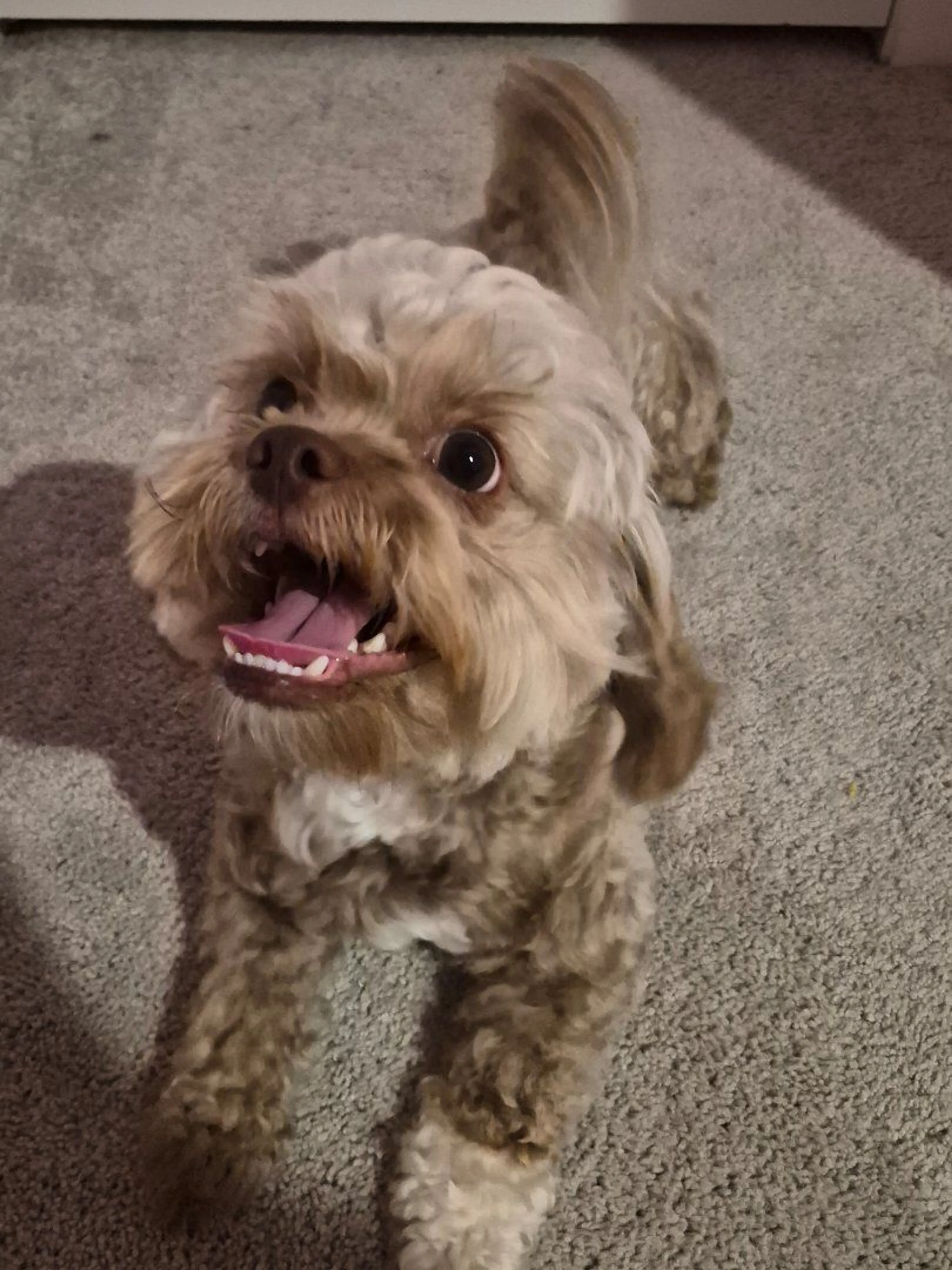 Lost pet-0