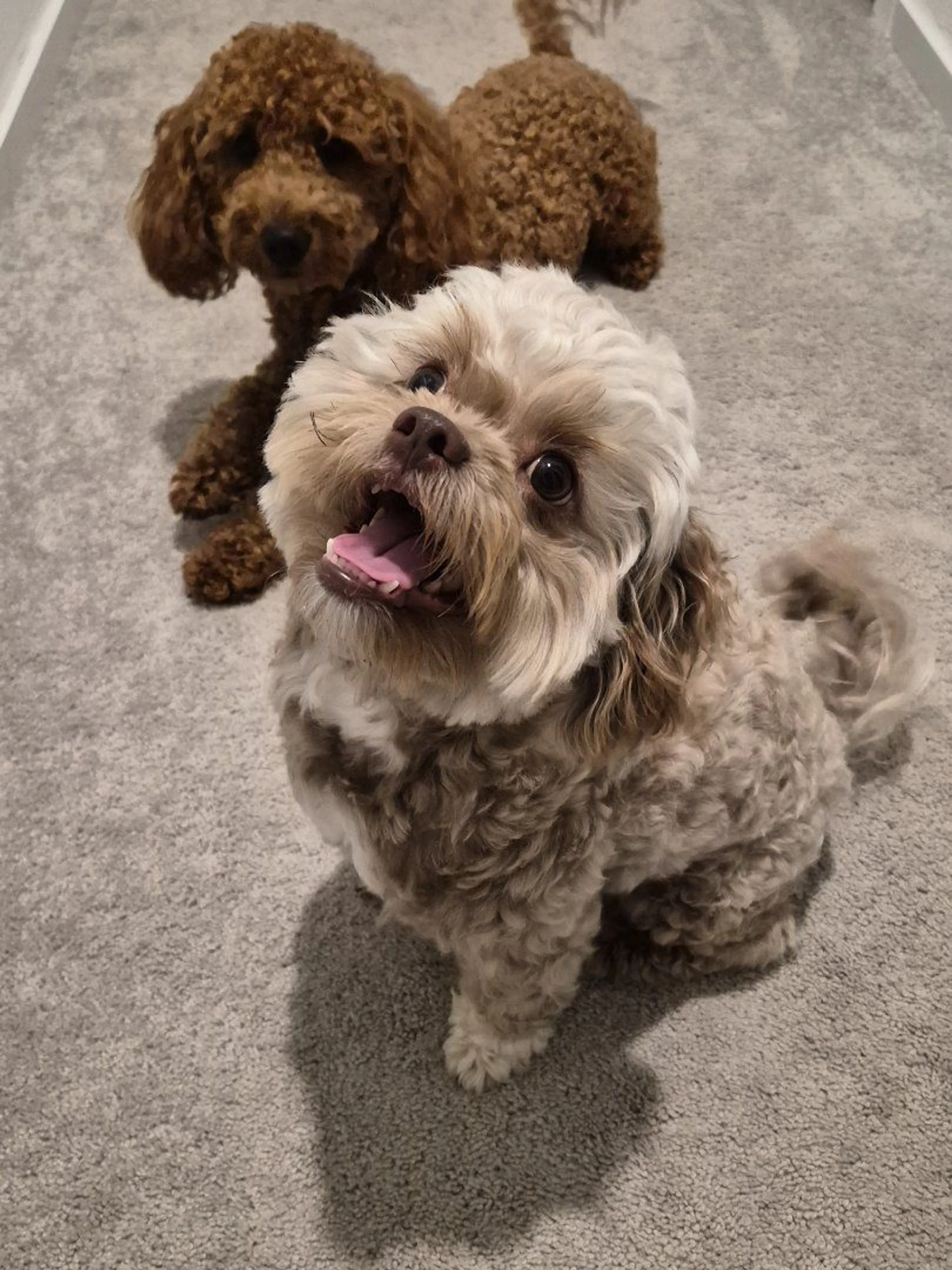 Lost pet-2