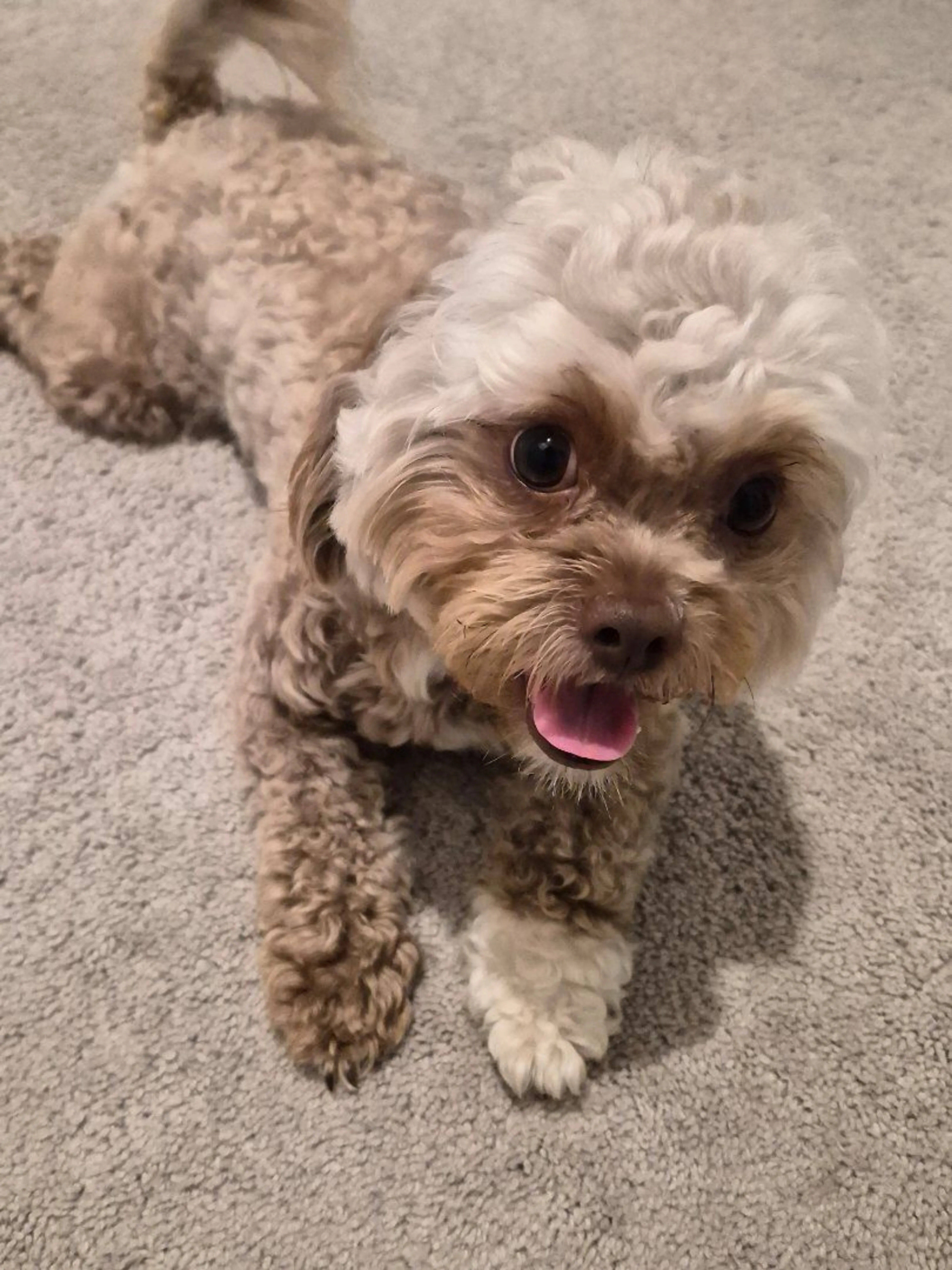 Lost pet-3