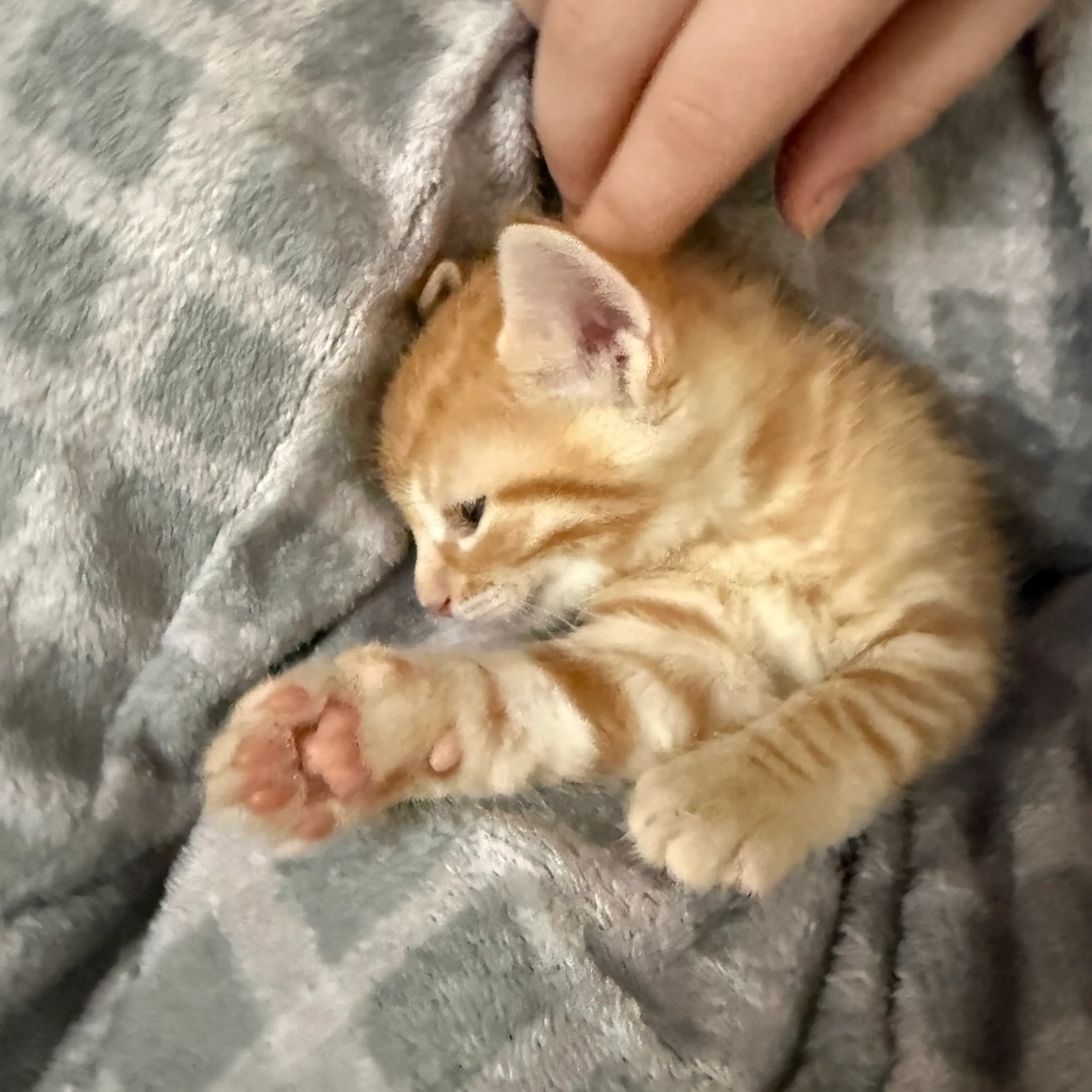 Found pet-0