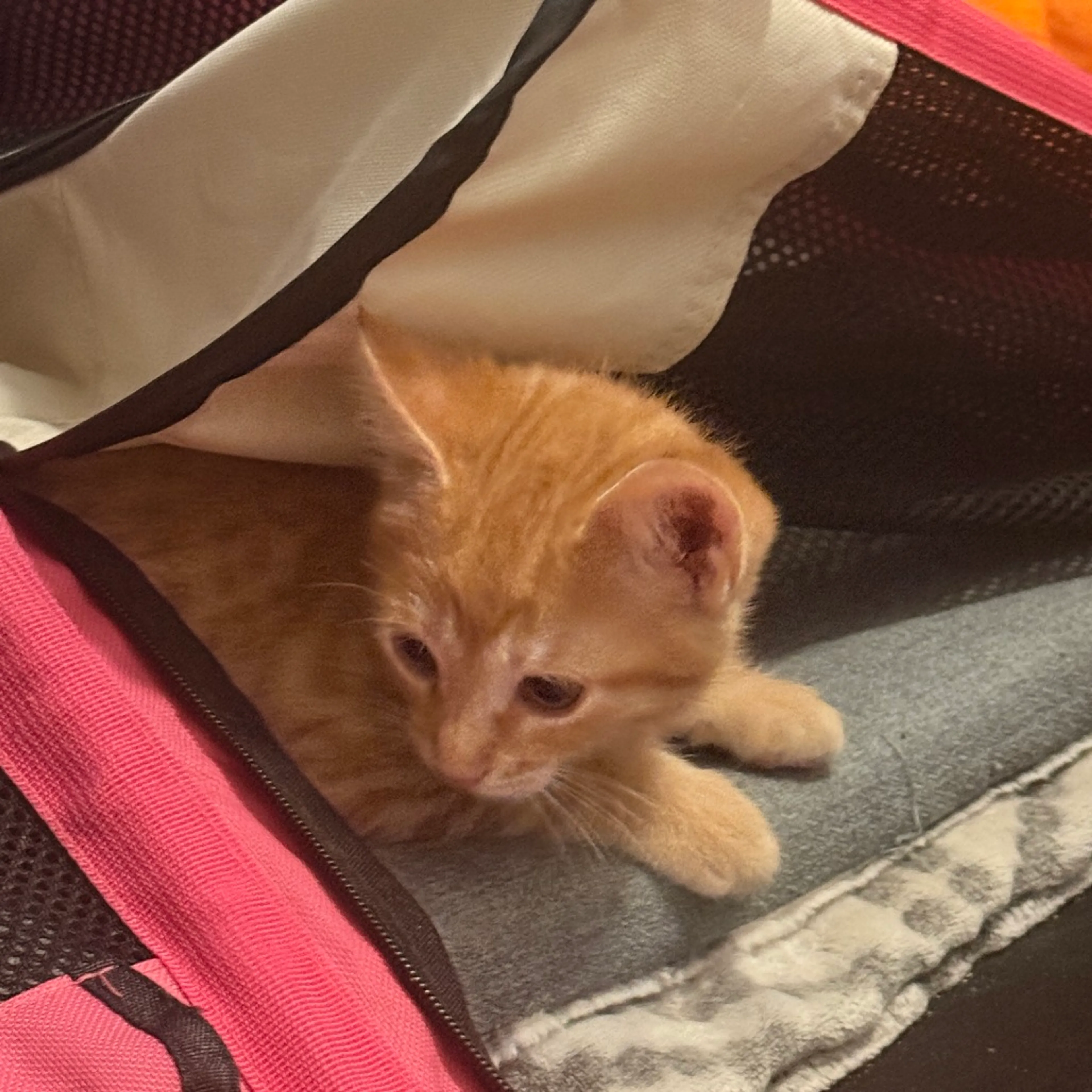 Found pet-1