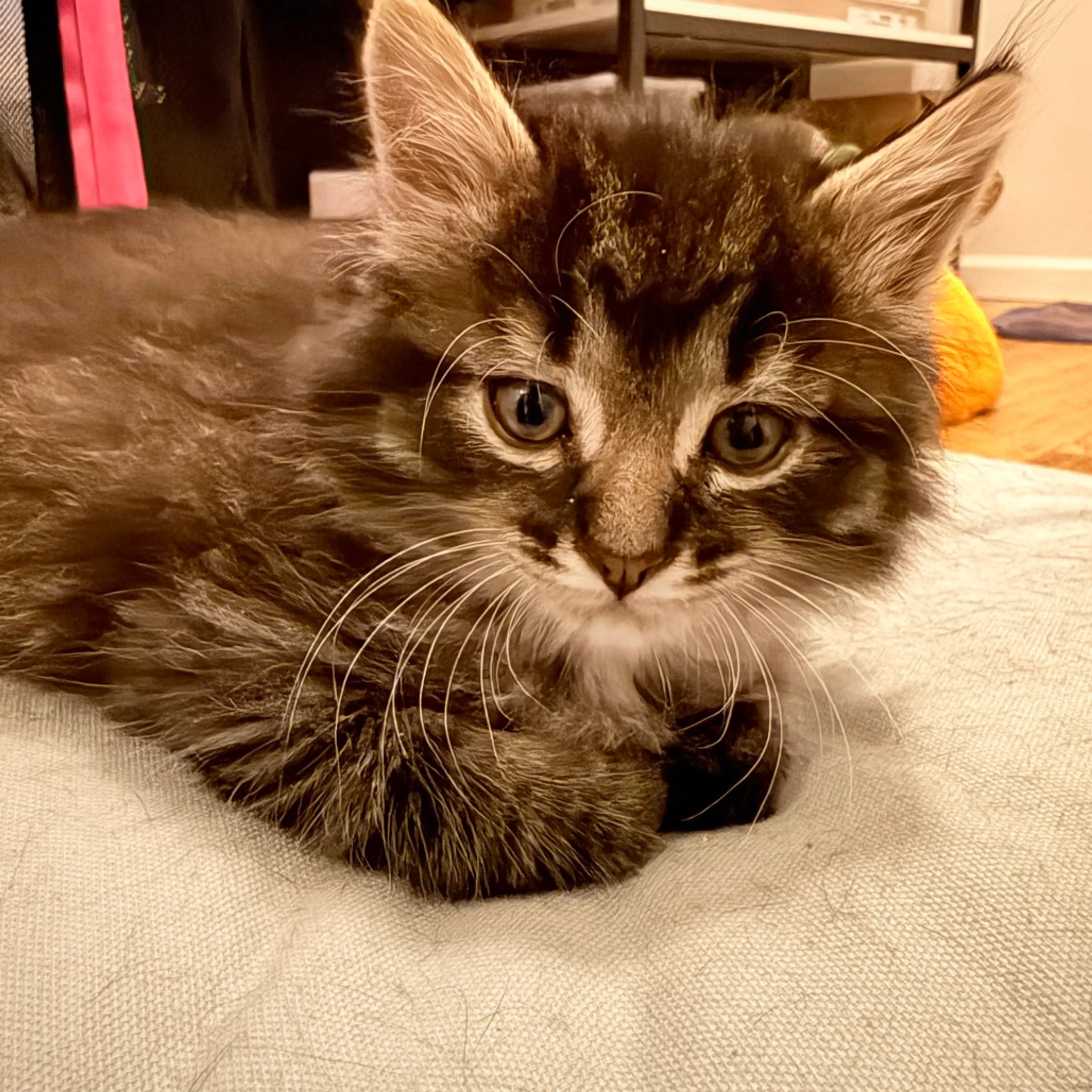 Found pet-0