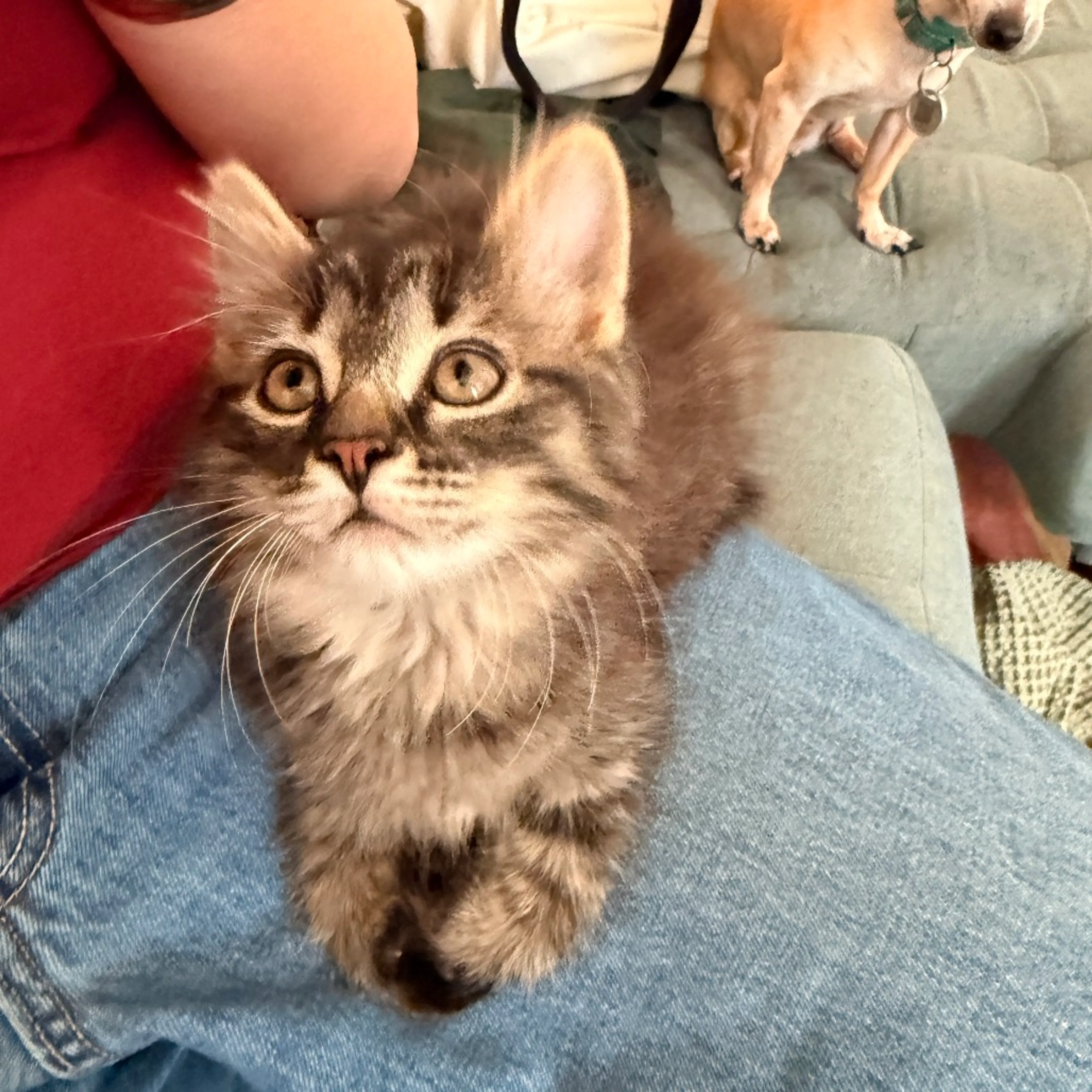 Found pet-1