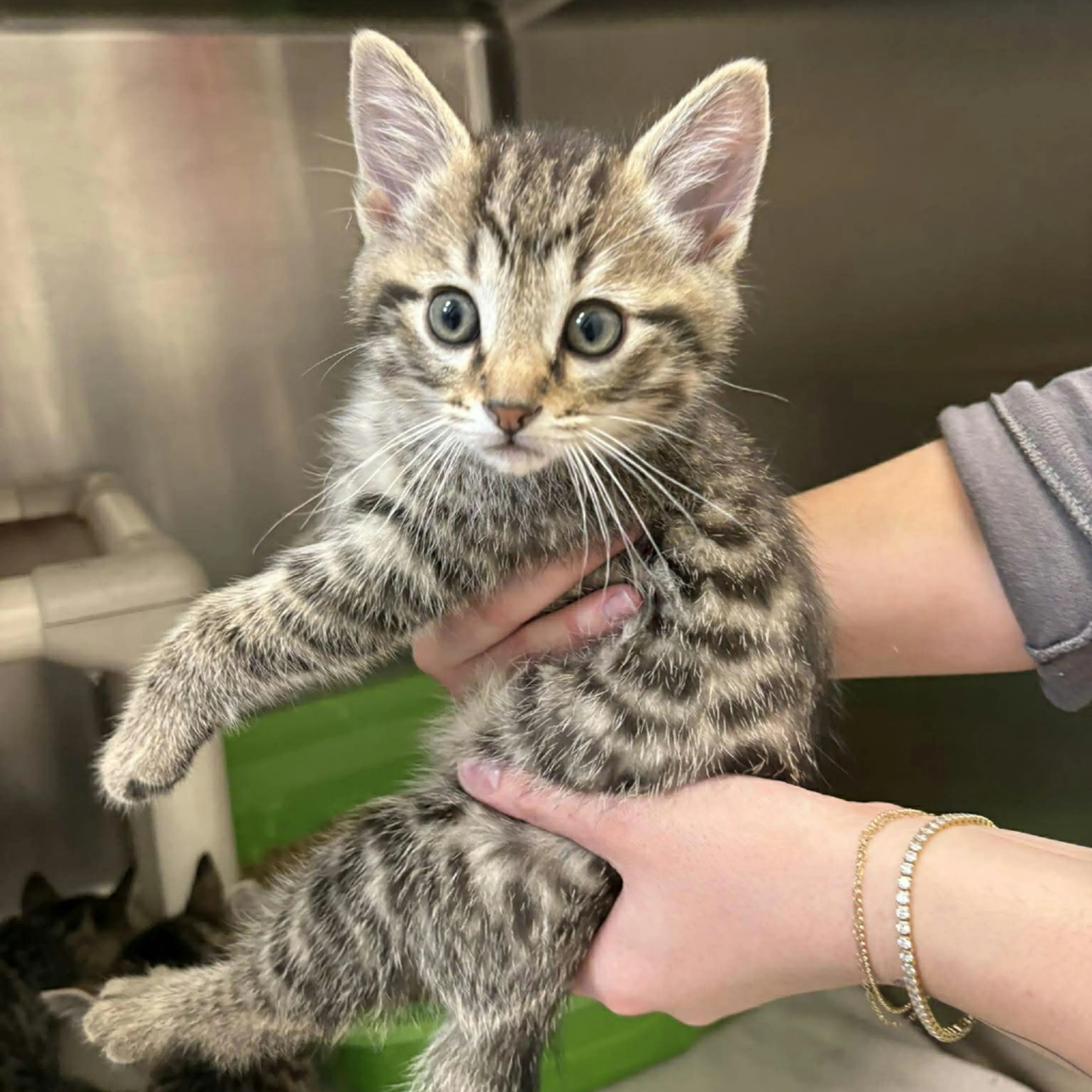Found pet