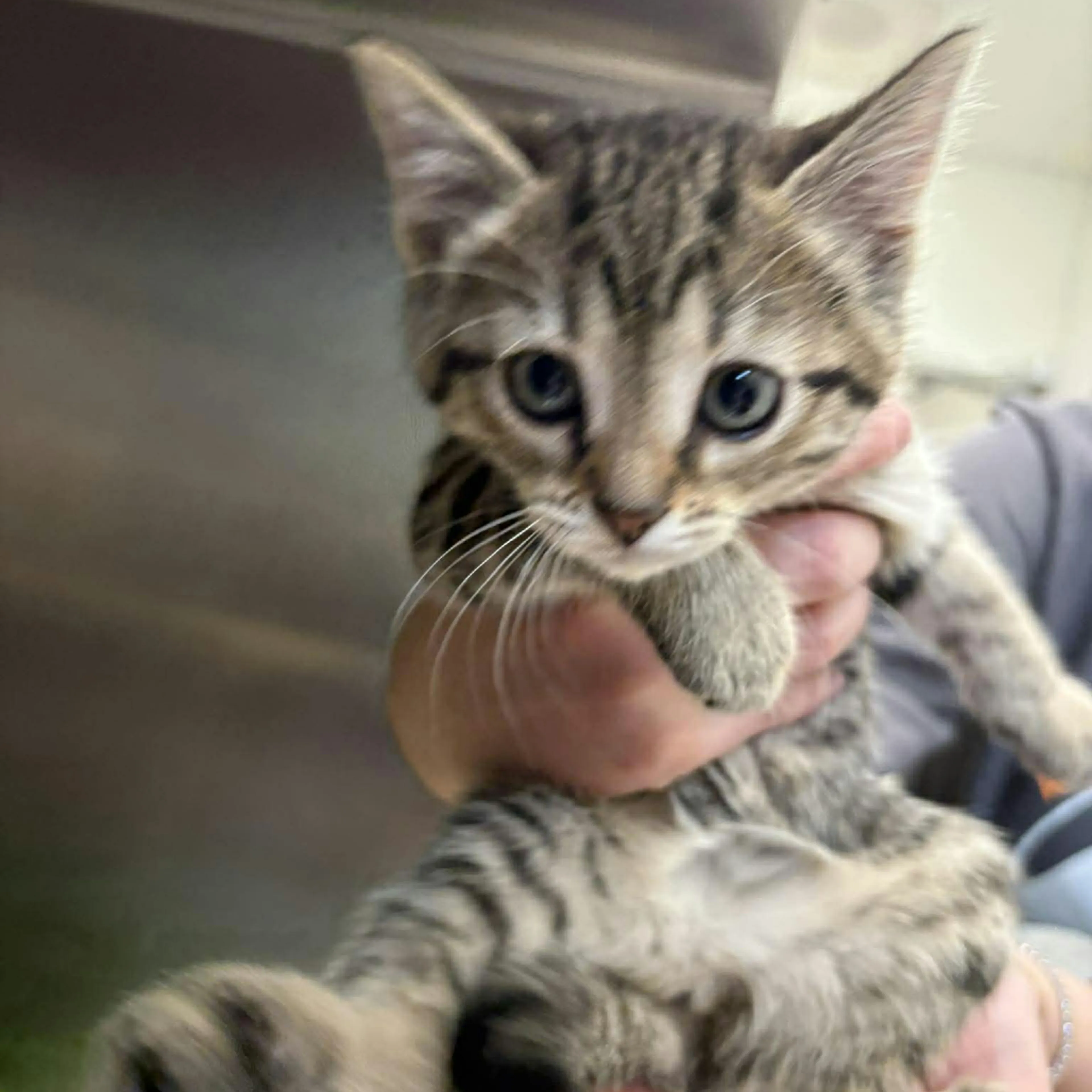 Found pet