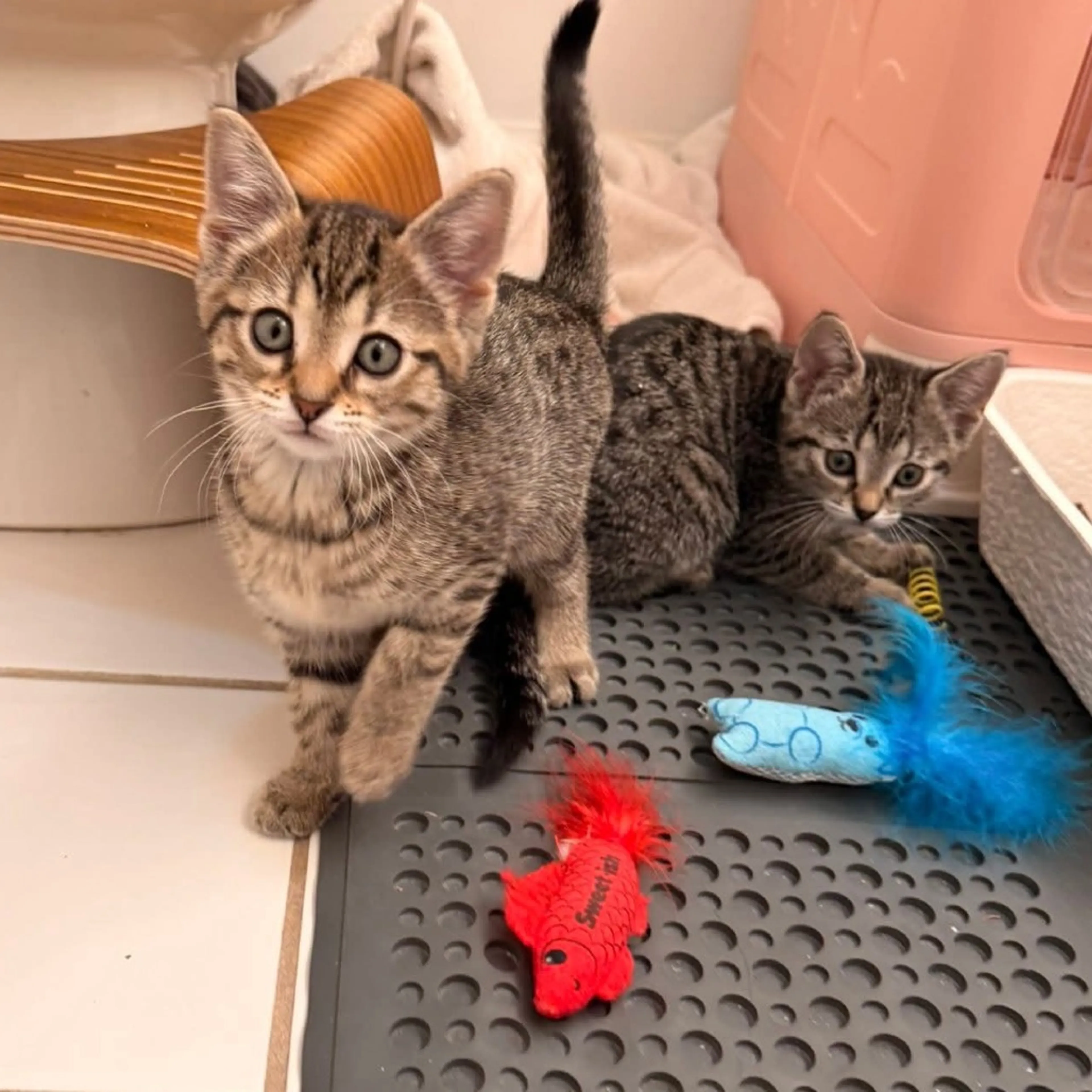 Found pet-3