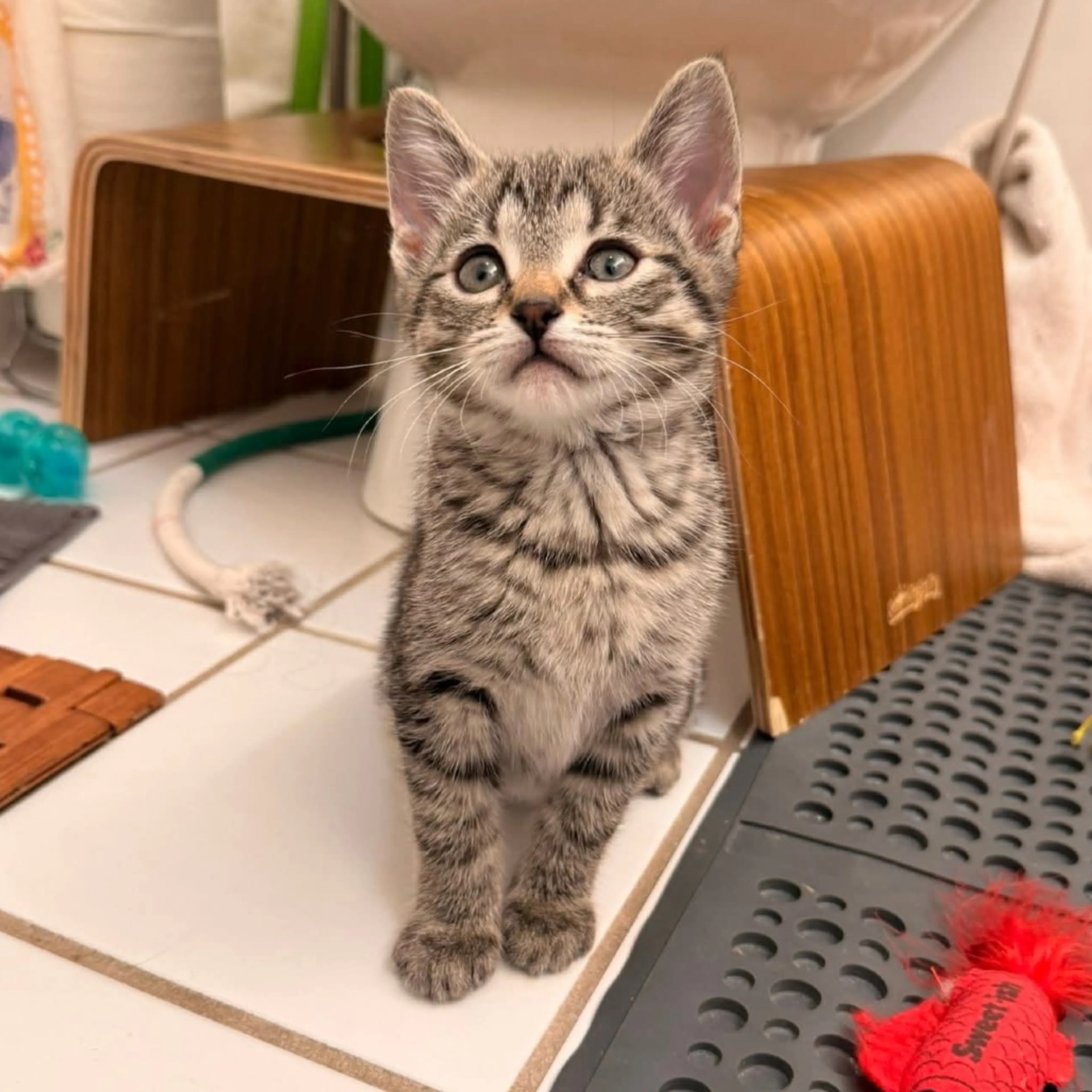 Found pet-4