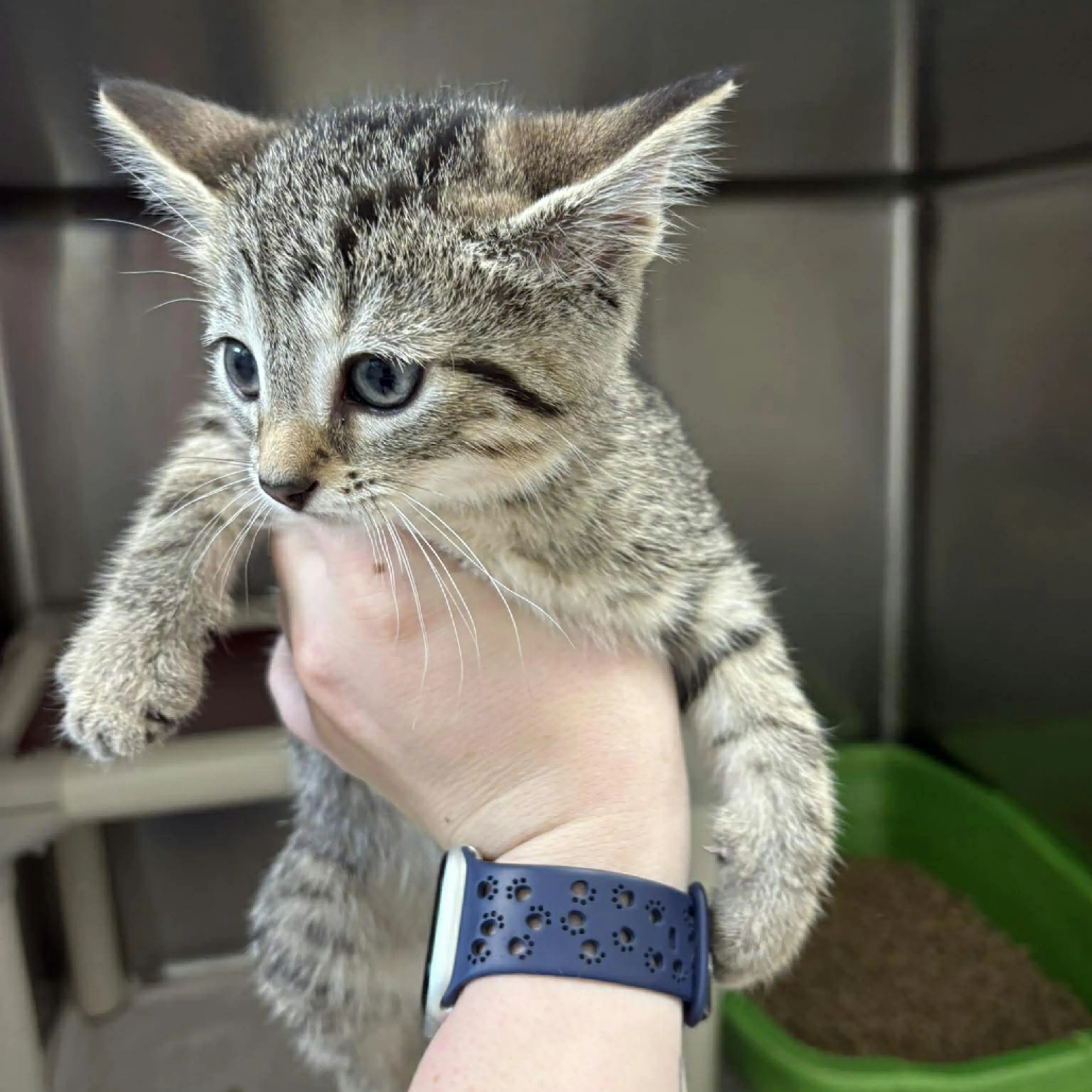 Found pet