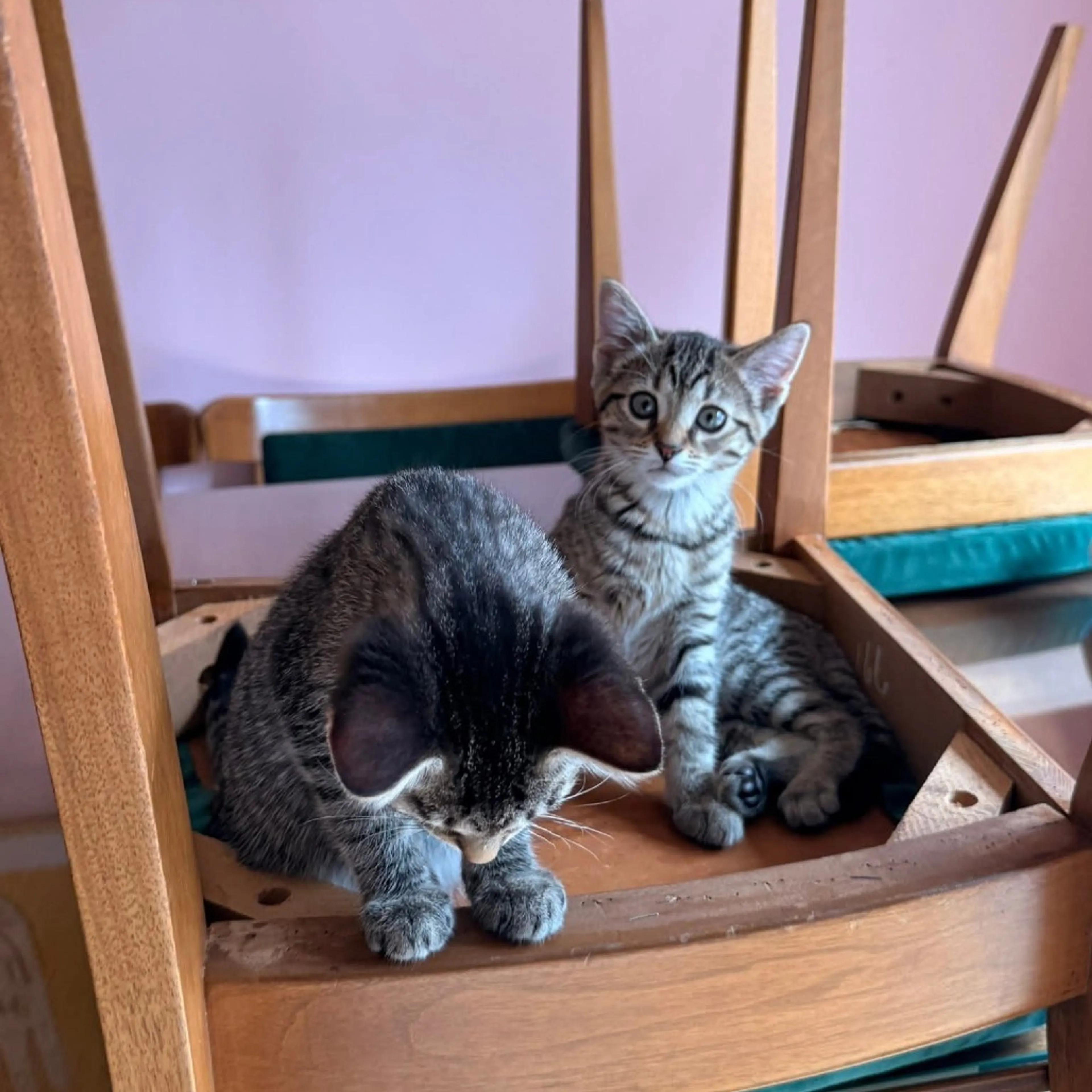 Found pet-1