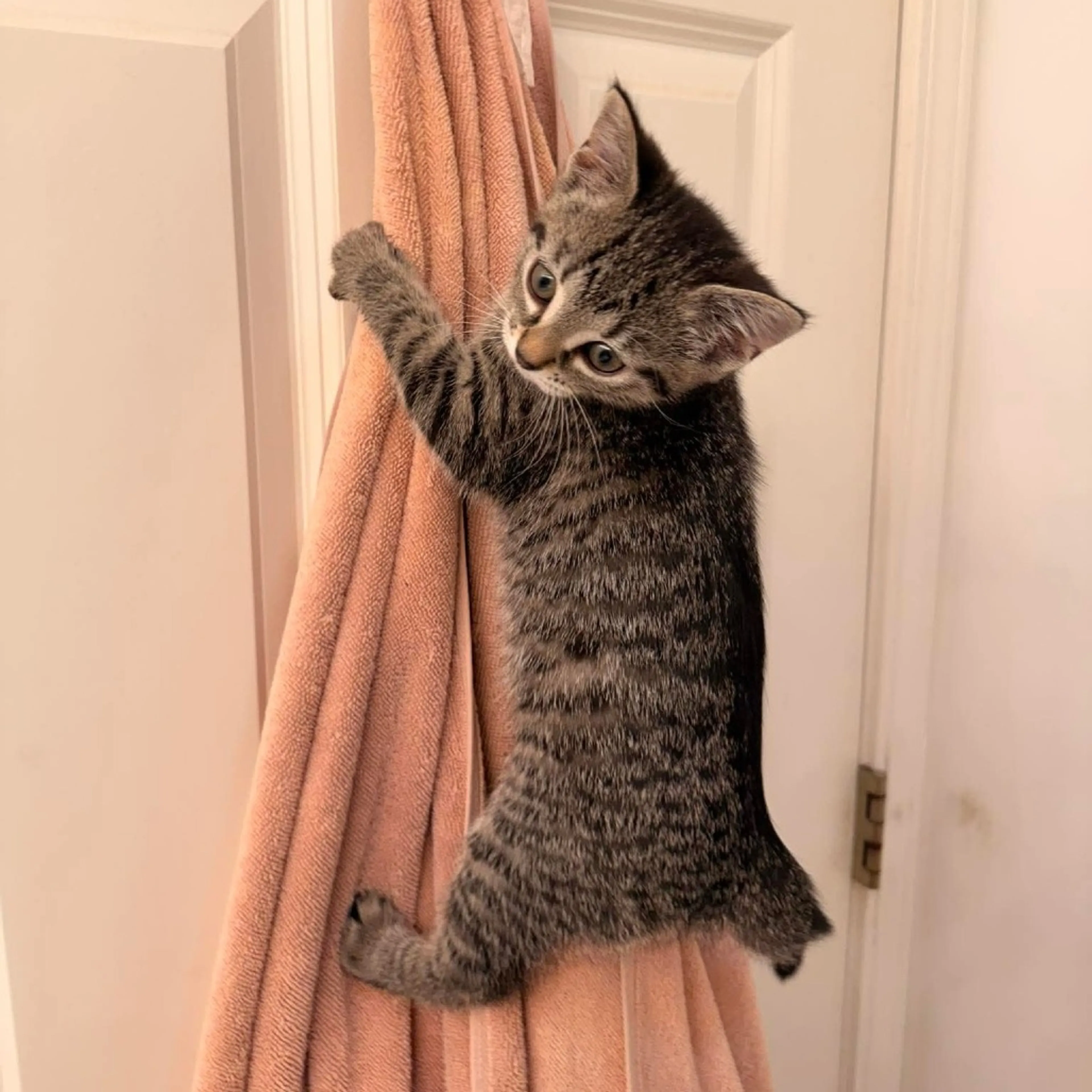 Found pet-6