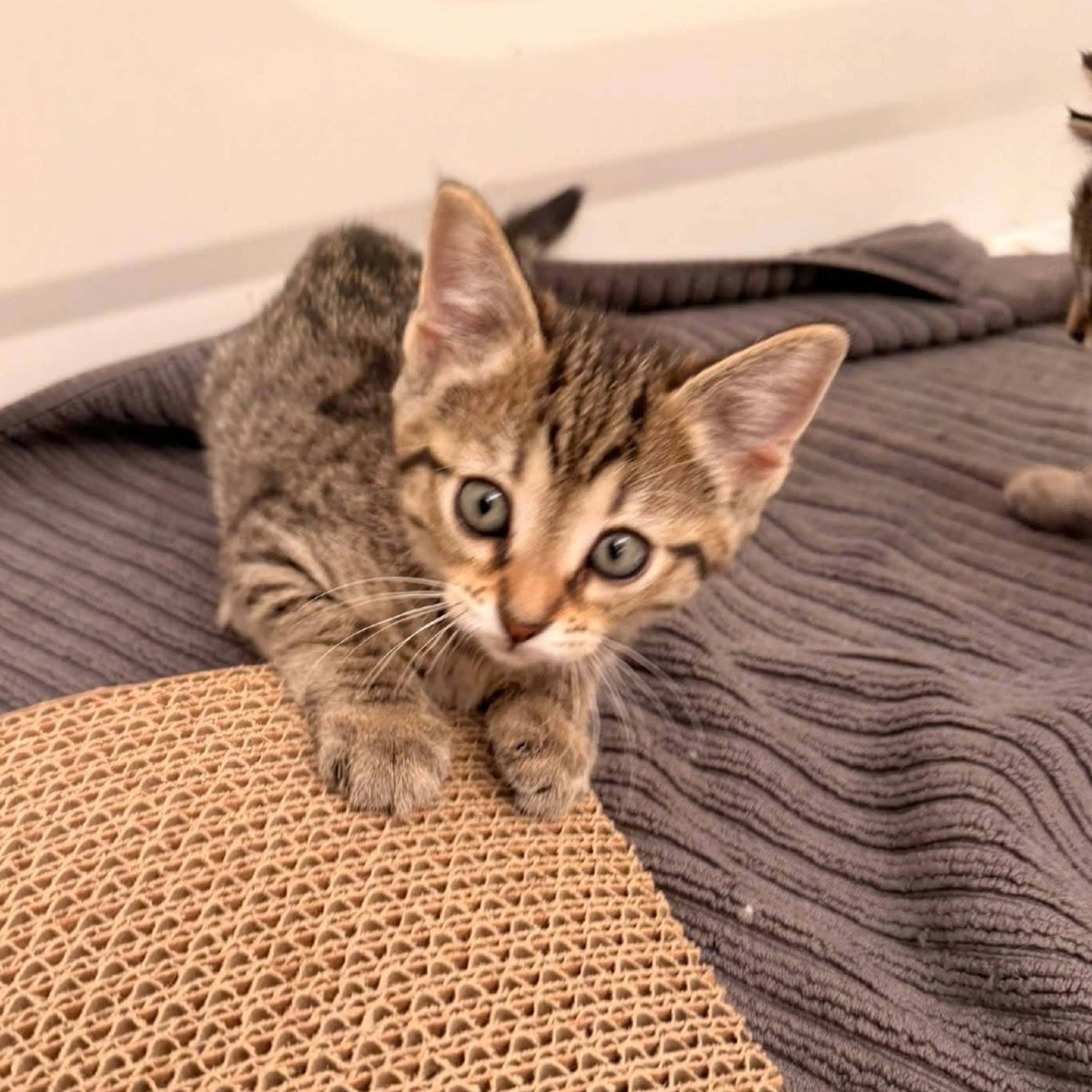 Found pet-5