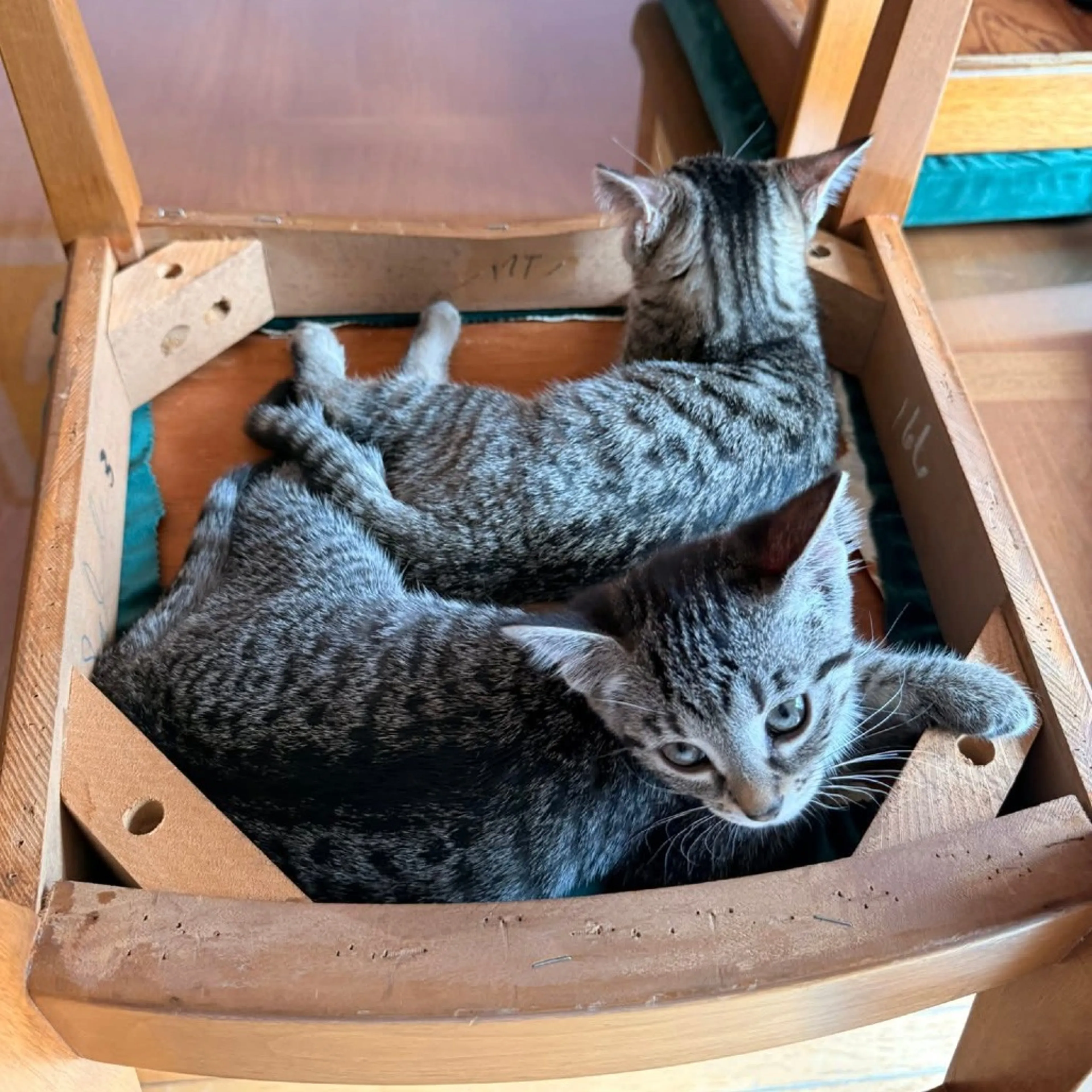 Found pet-2