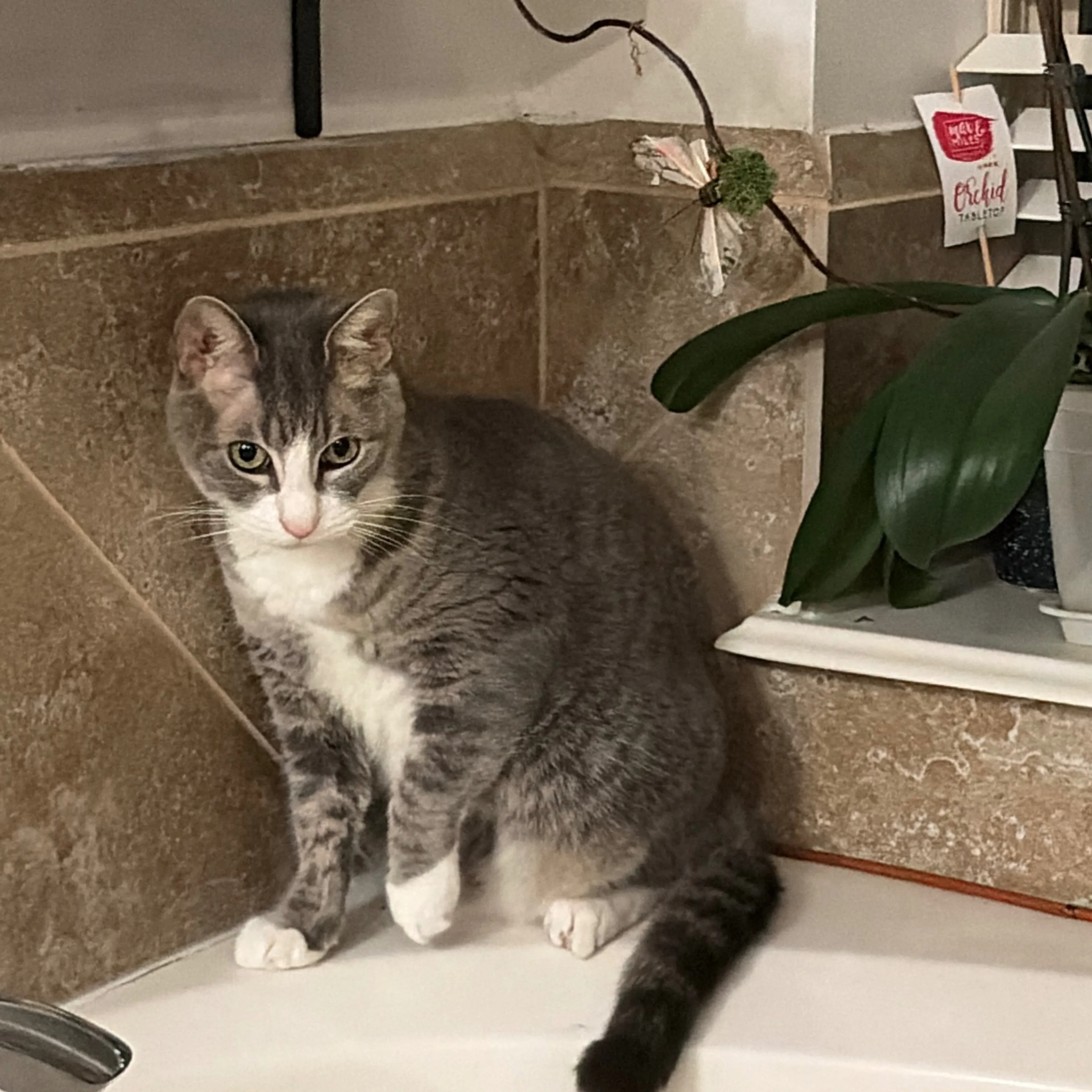 Lost pet-1