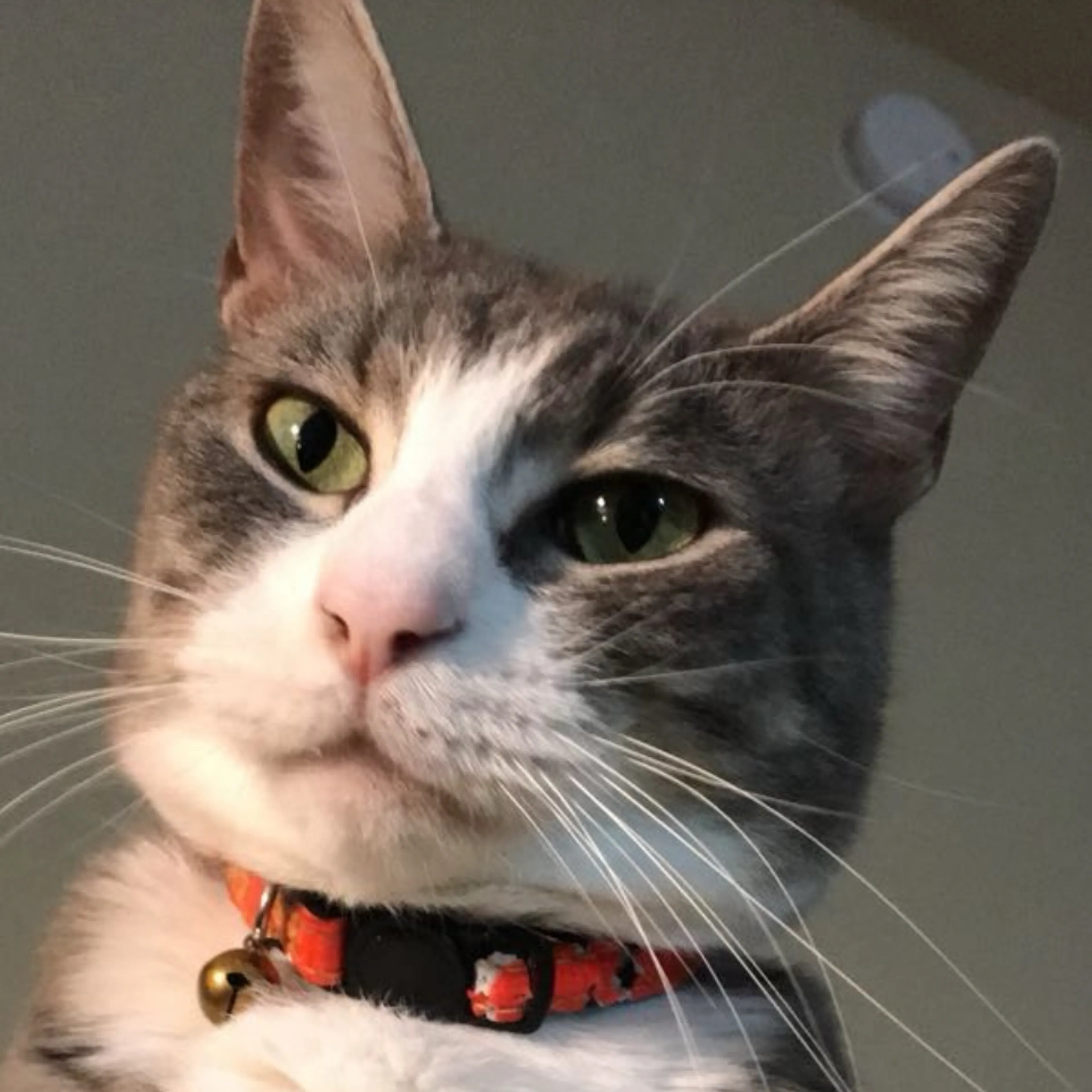 Lost pet-2