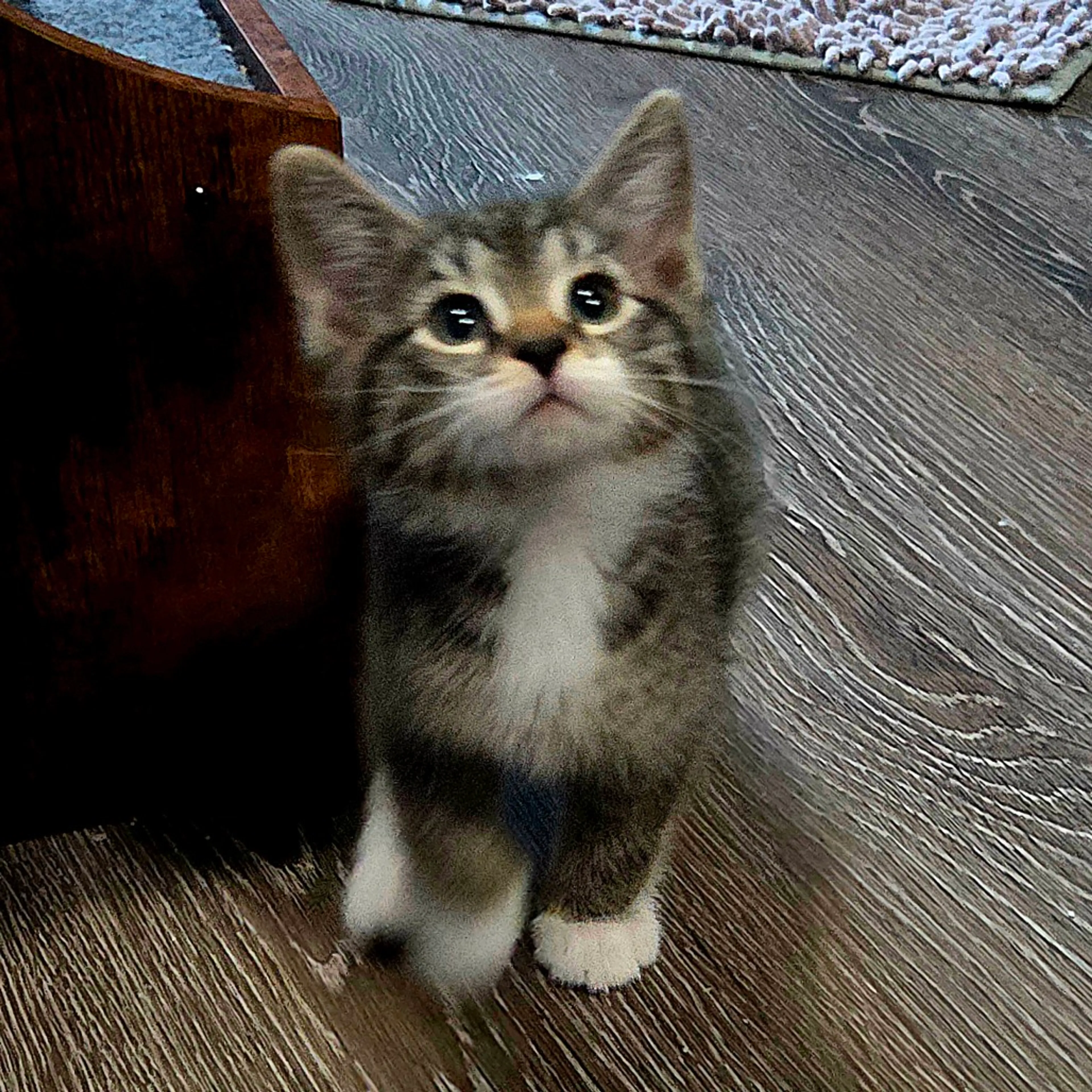 Found pet-1