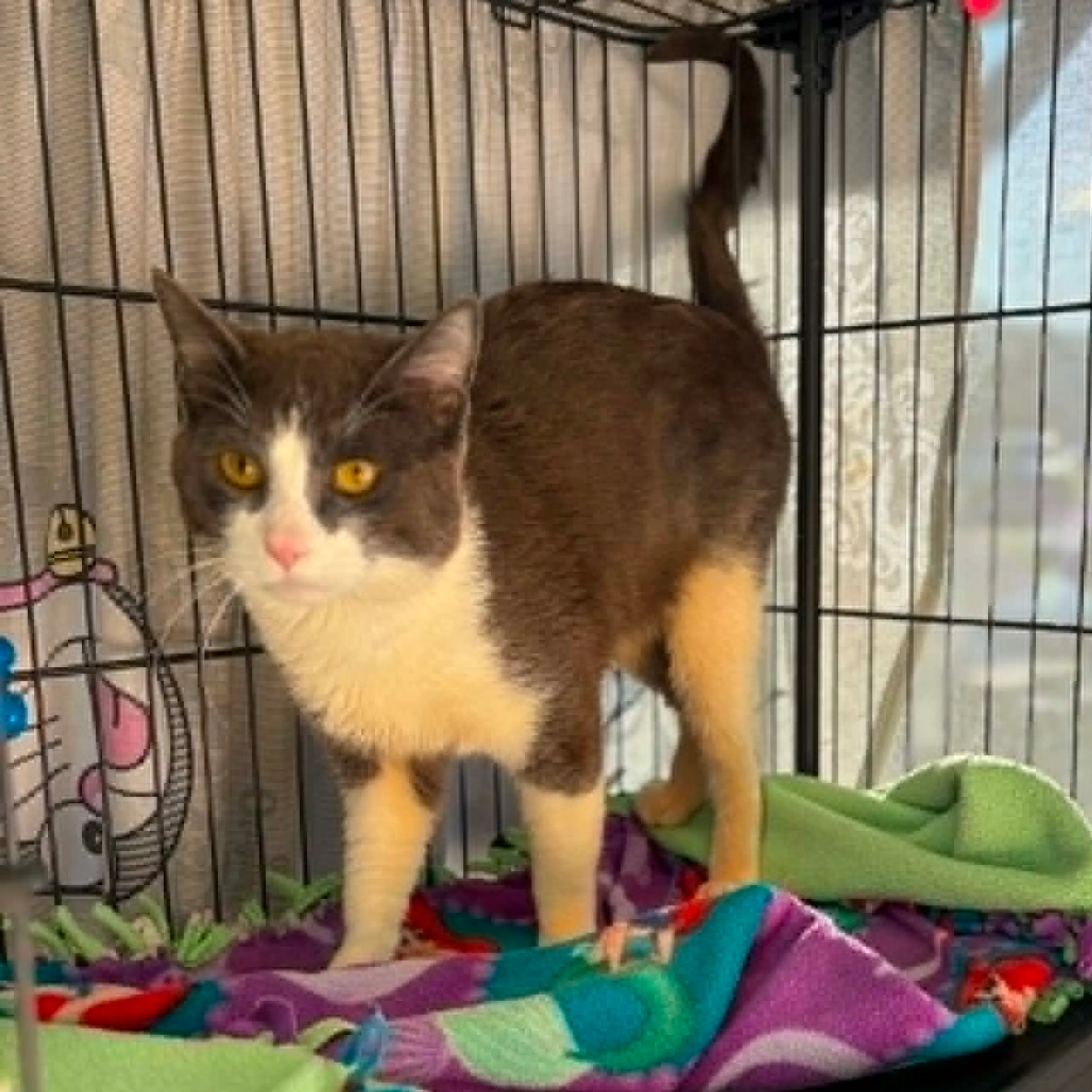 Found pet-1