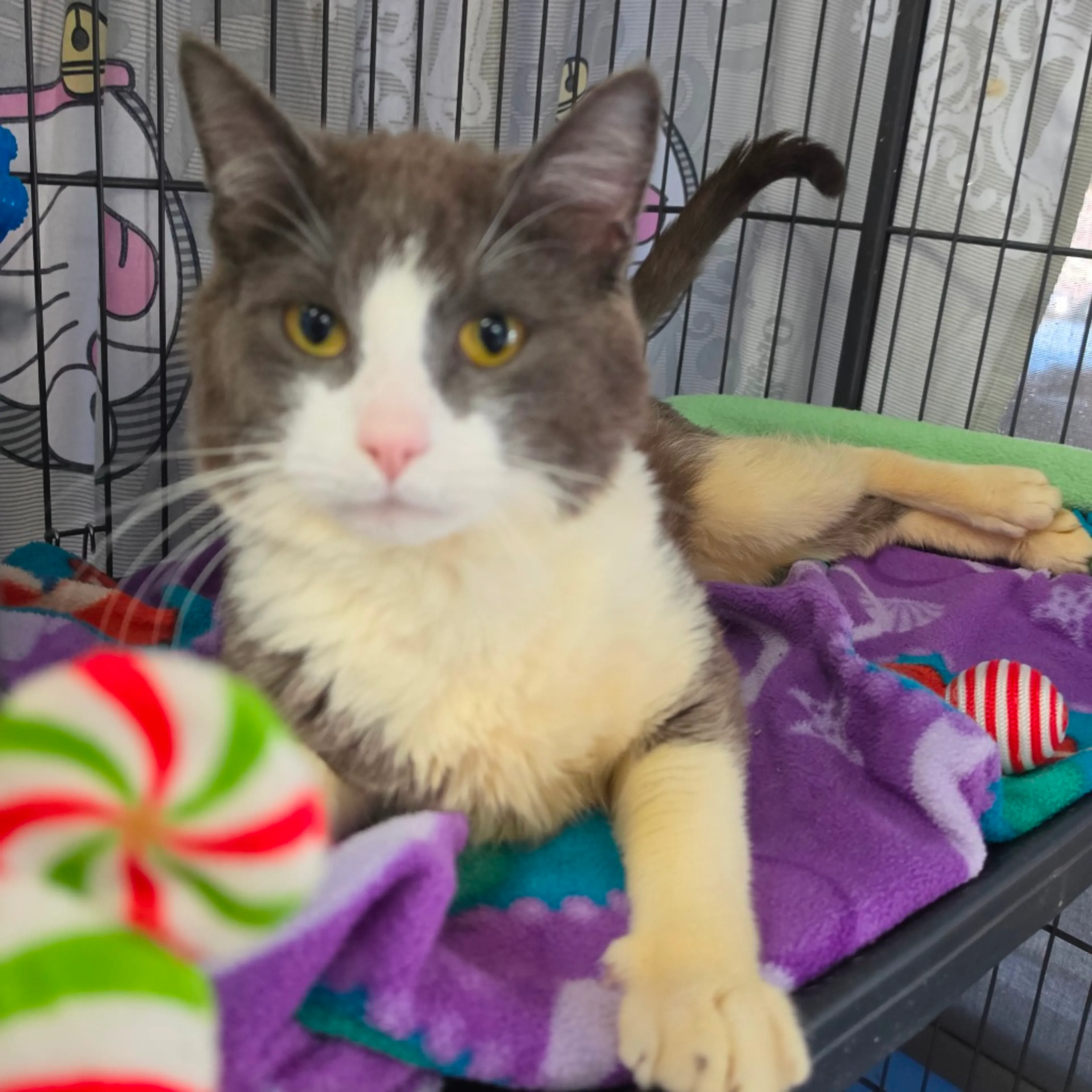 Found pet-3