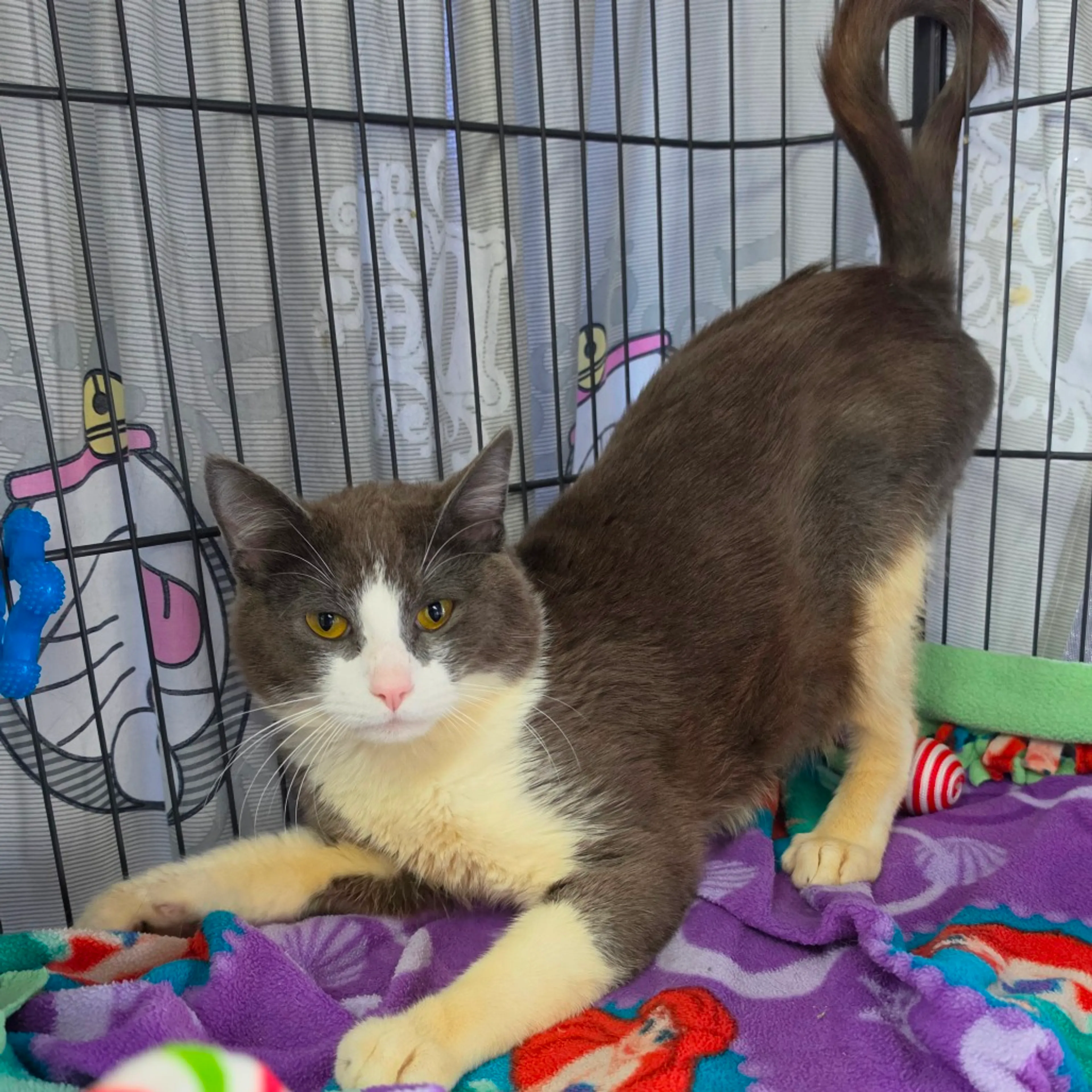 Found pet-2