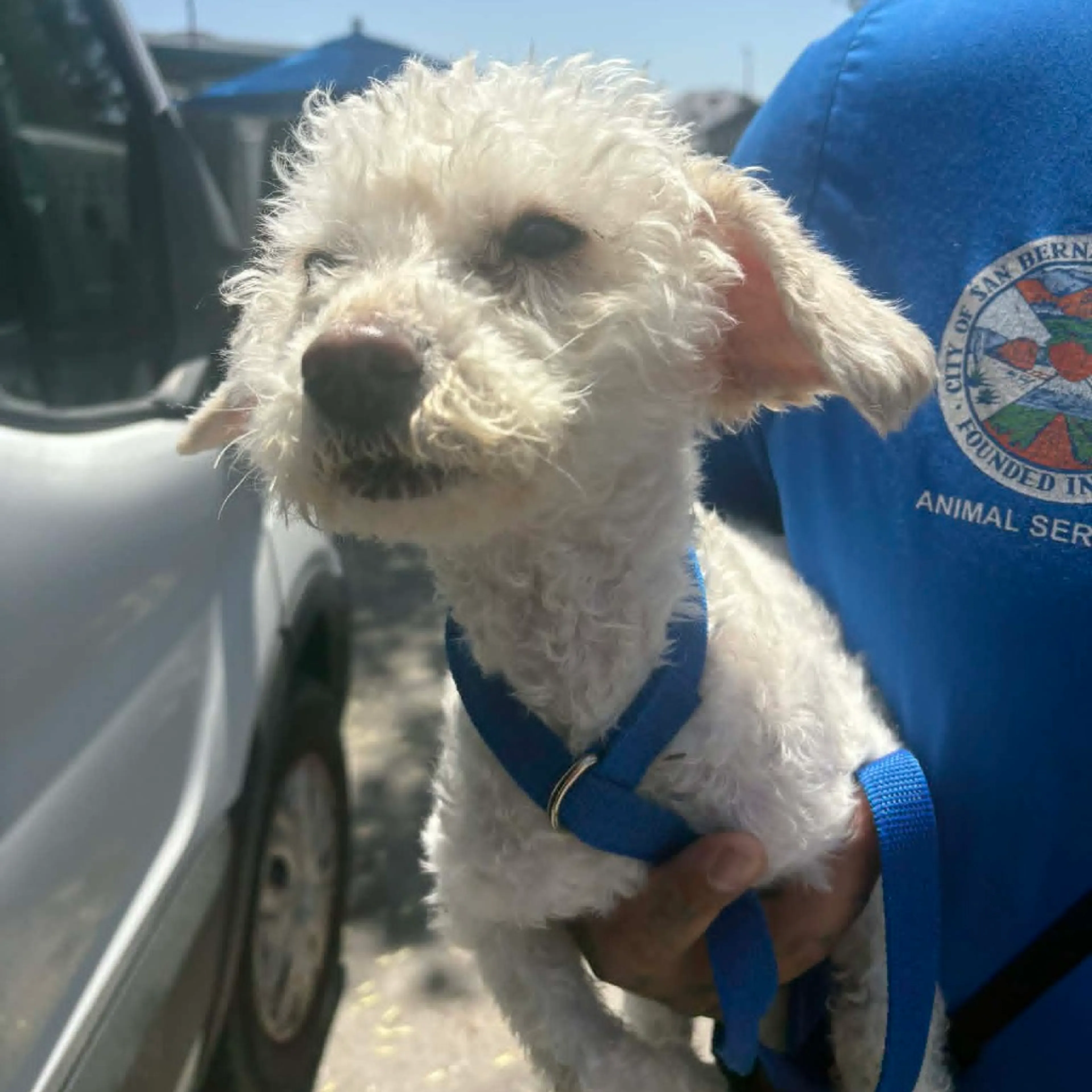 Found pet