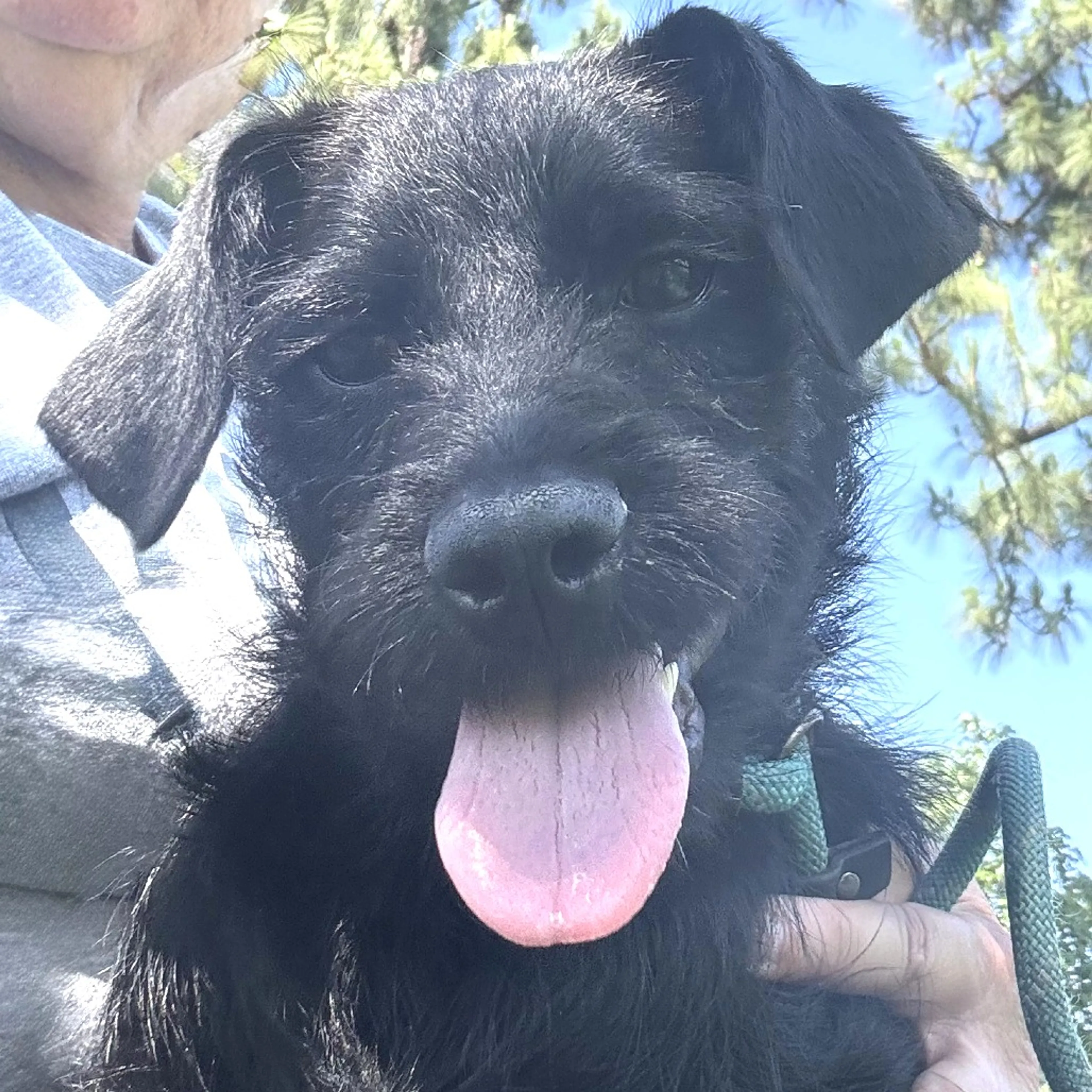 Found pet-16