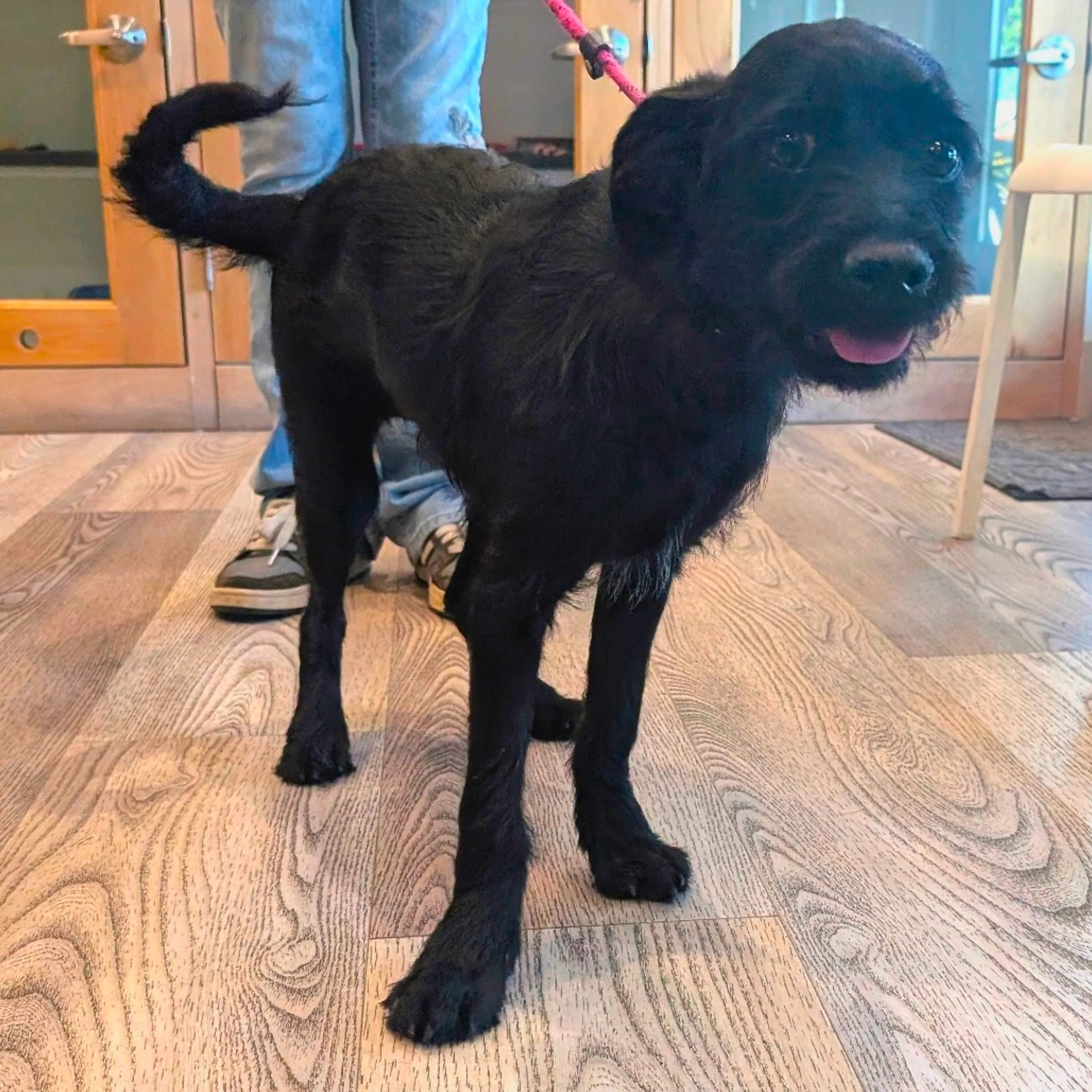 Found pet-3