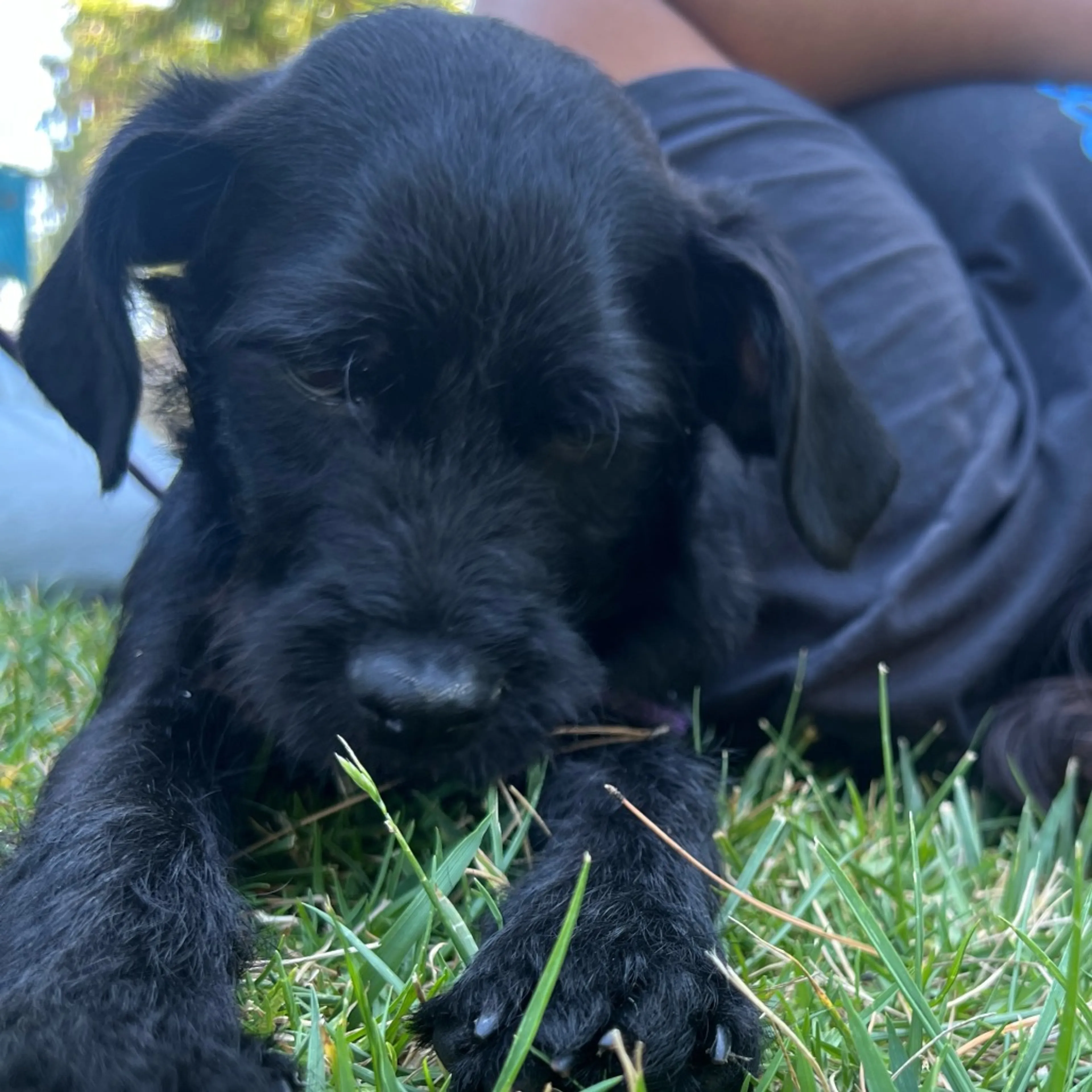 Found pet-20