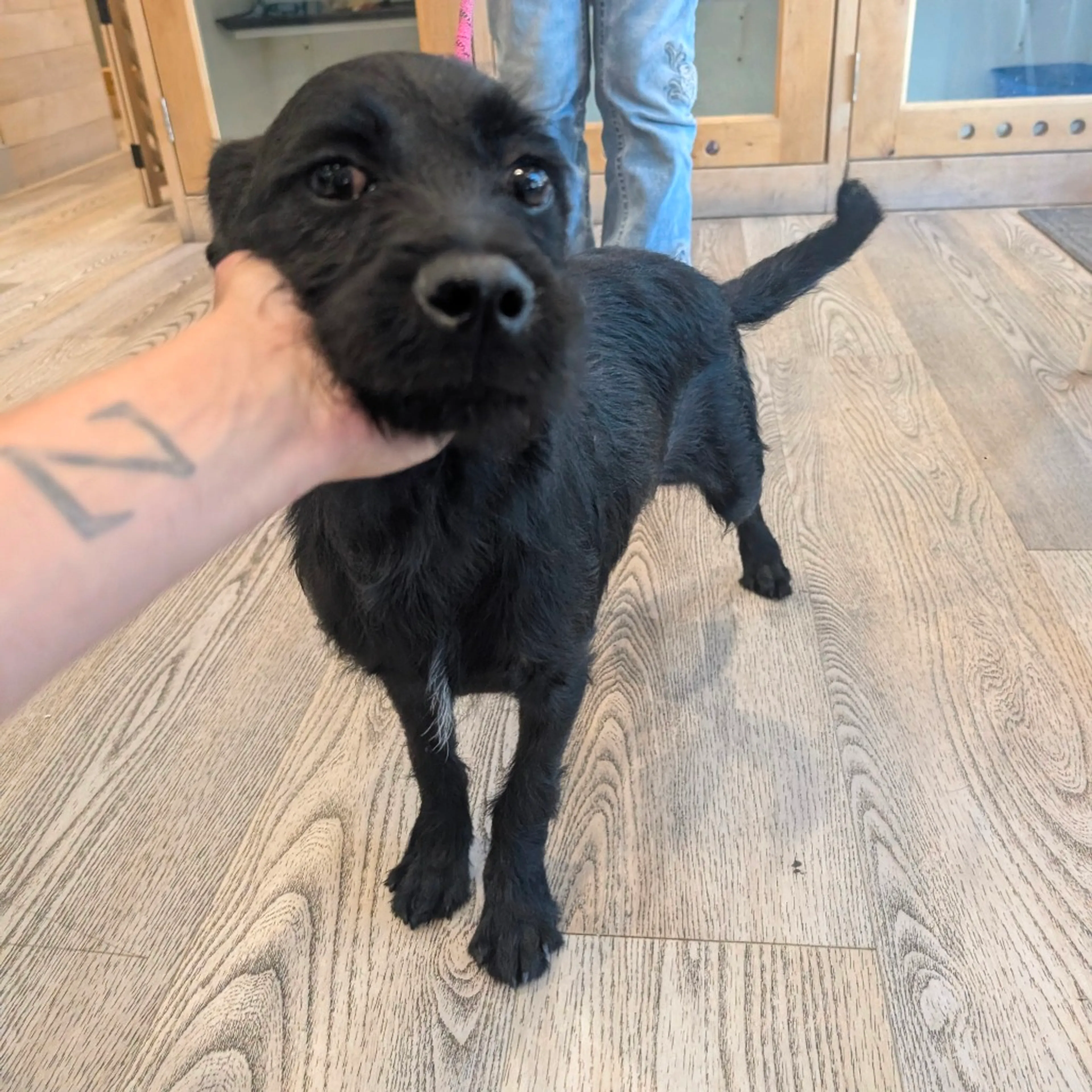 Found pet-9