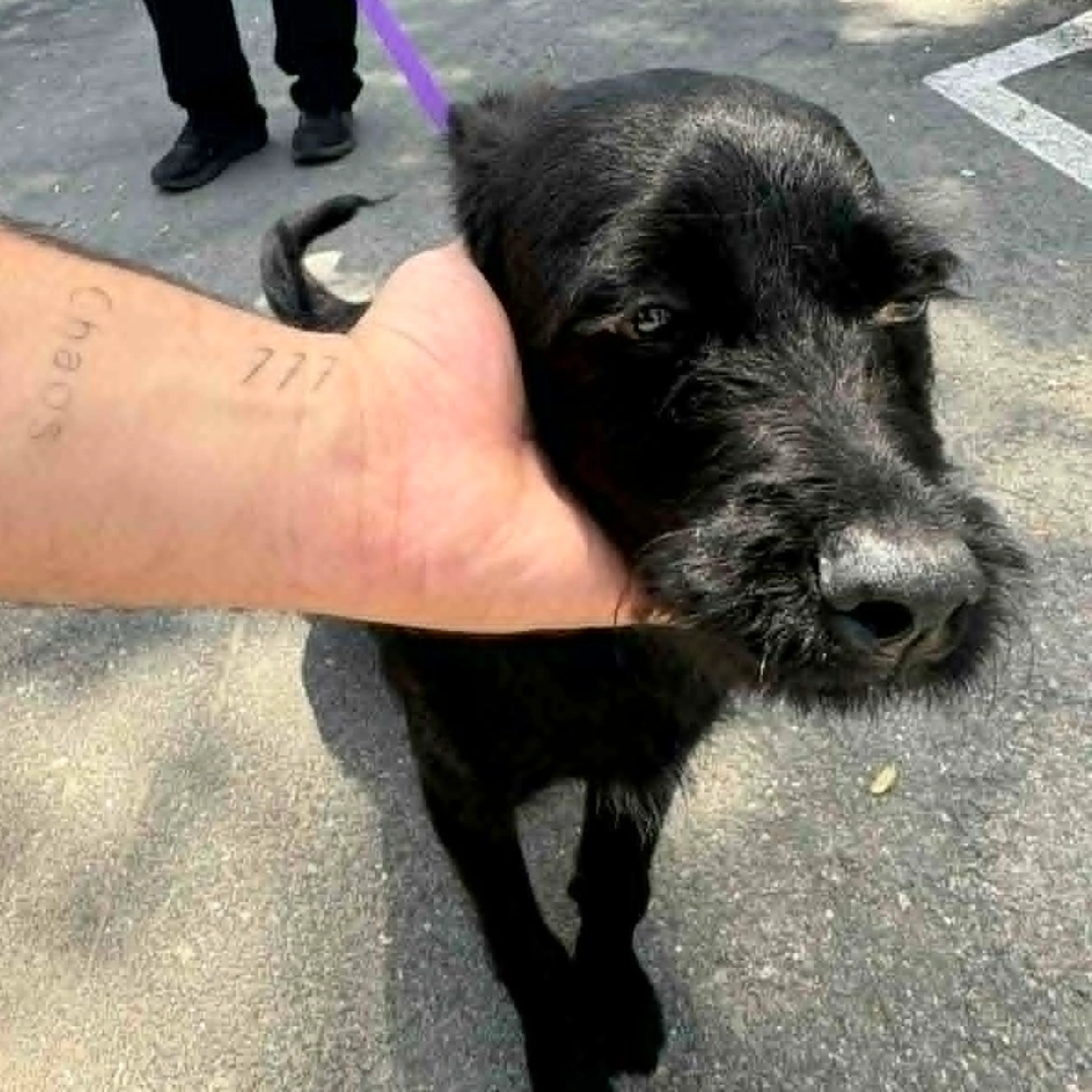Found pet-1
