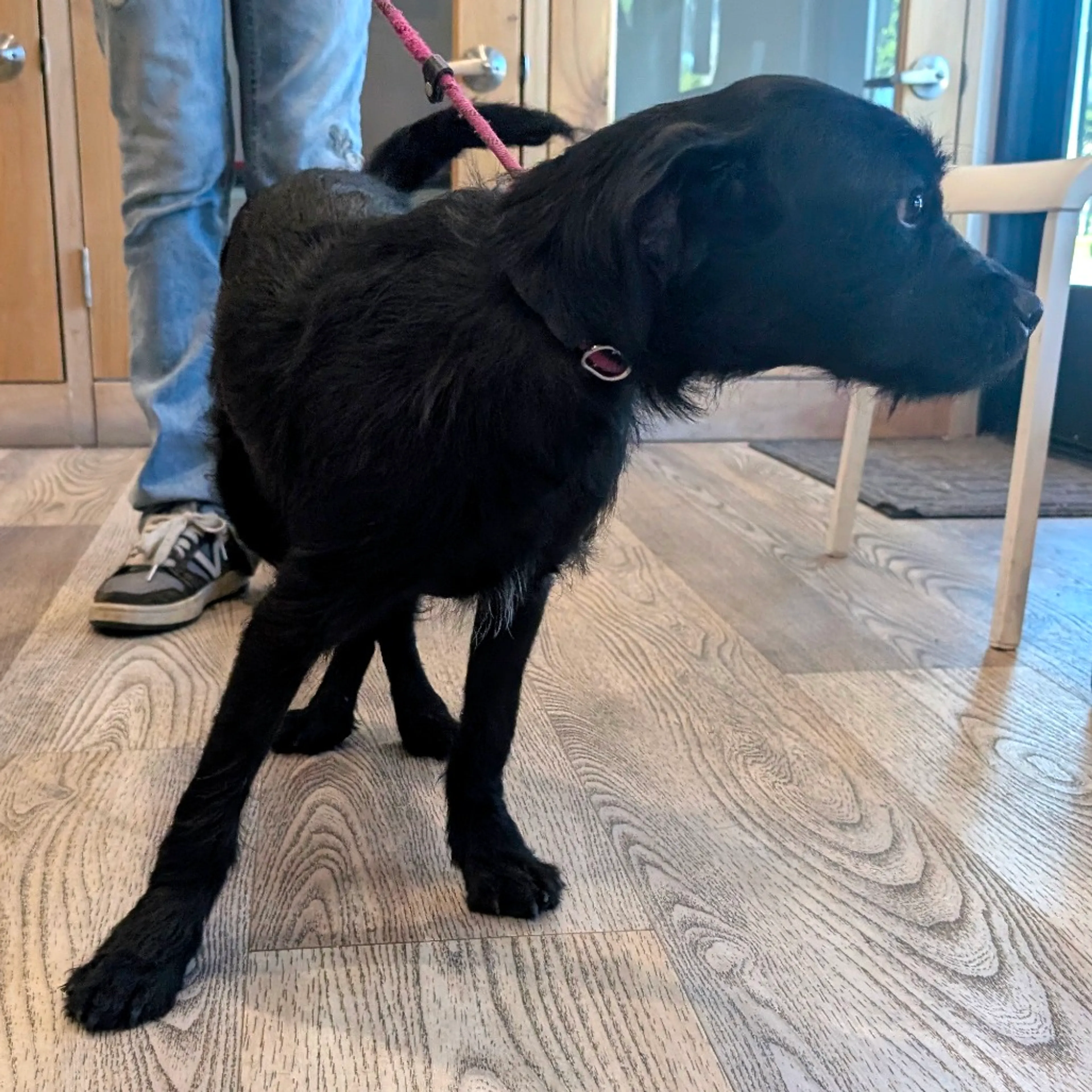 Found pet-10
