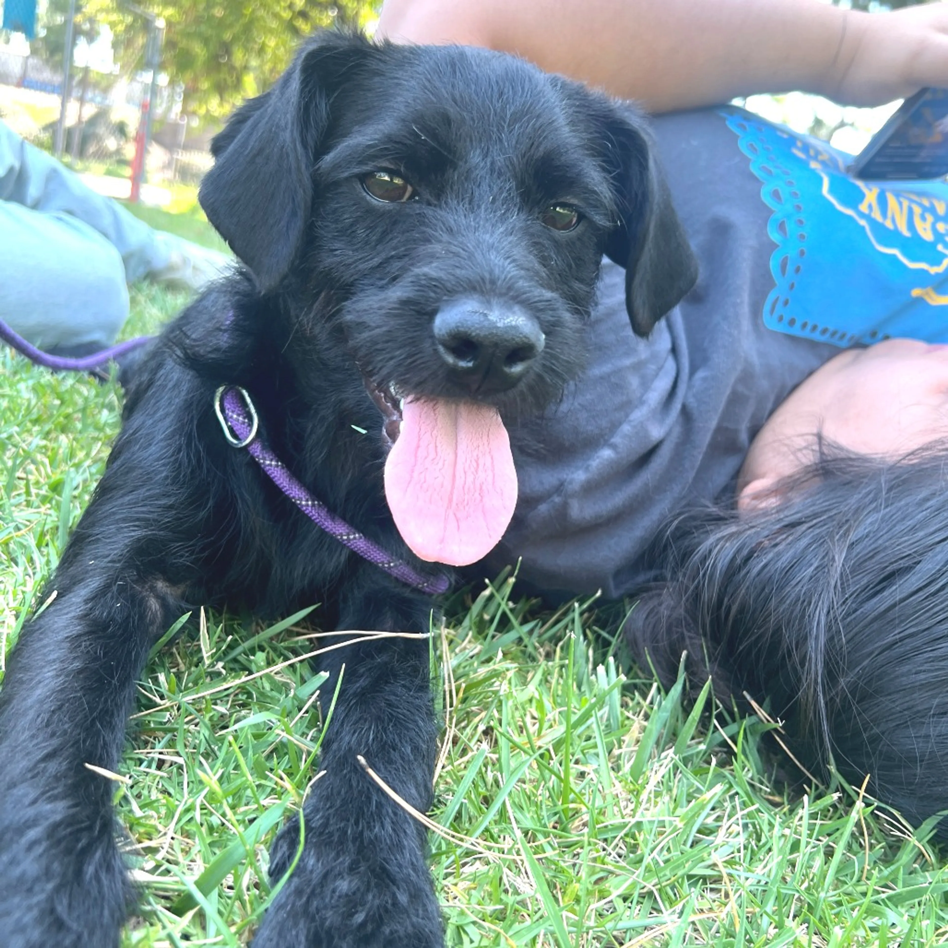 Found pet-13