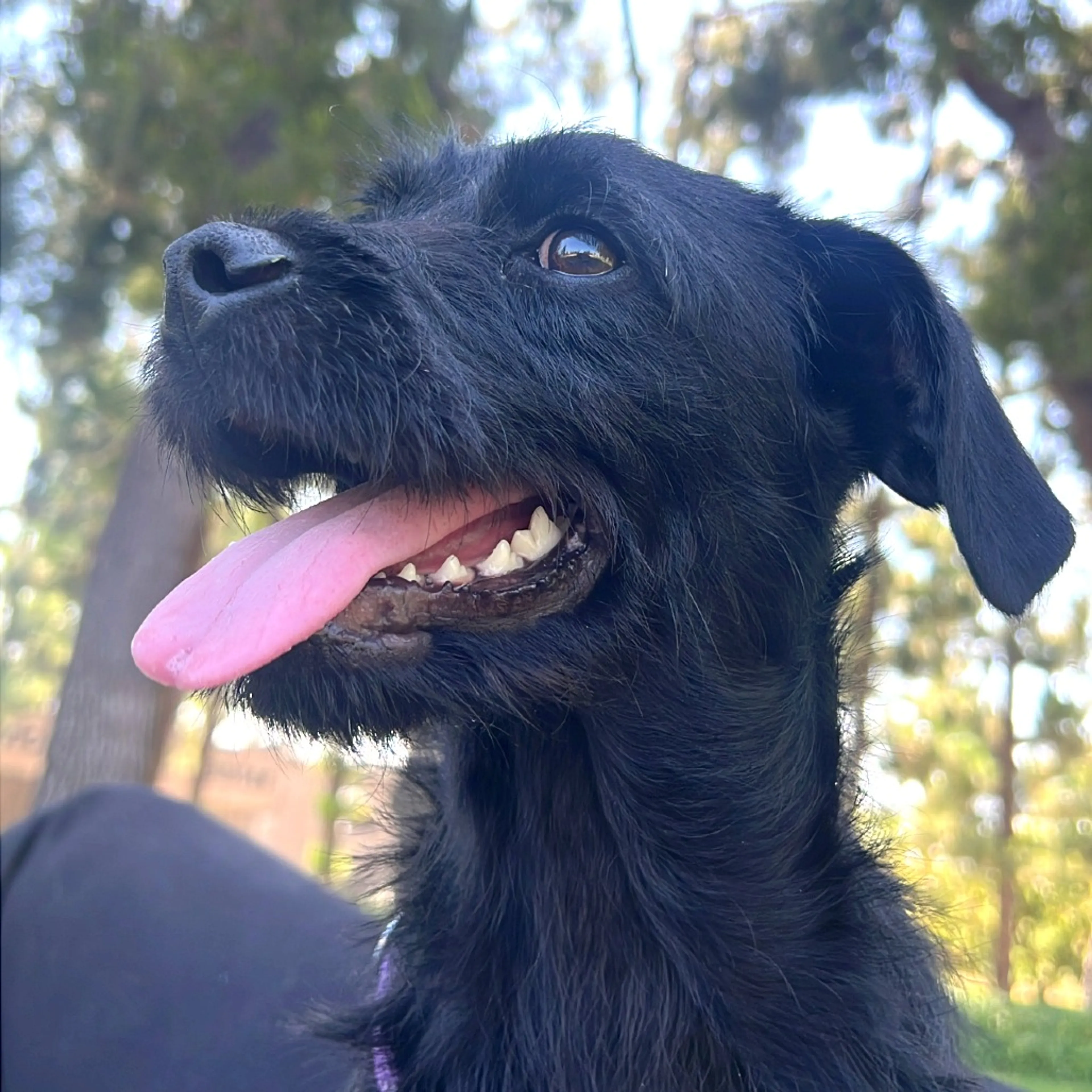 Found pet-12