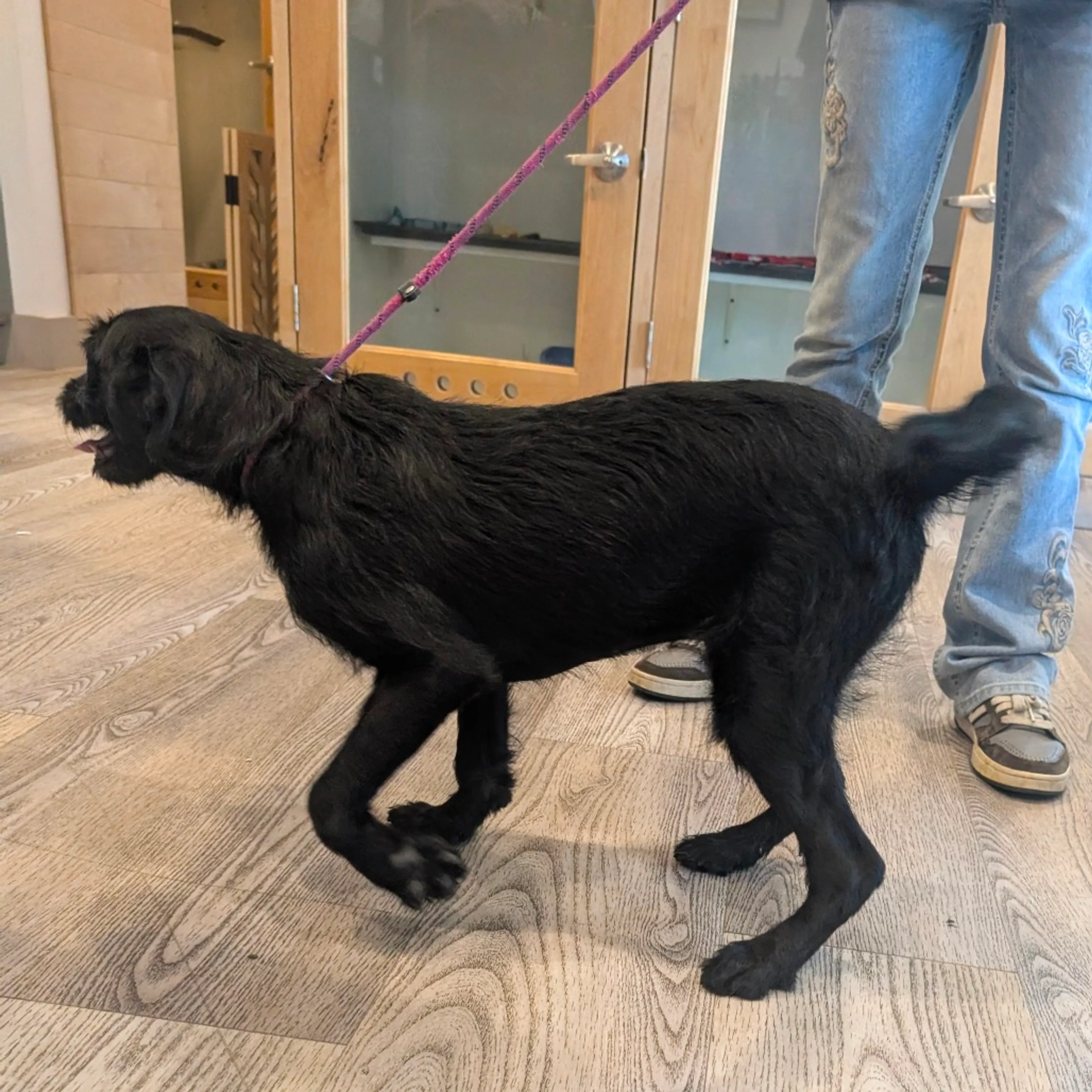 Found pet-7