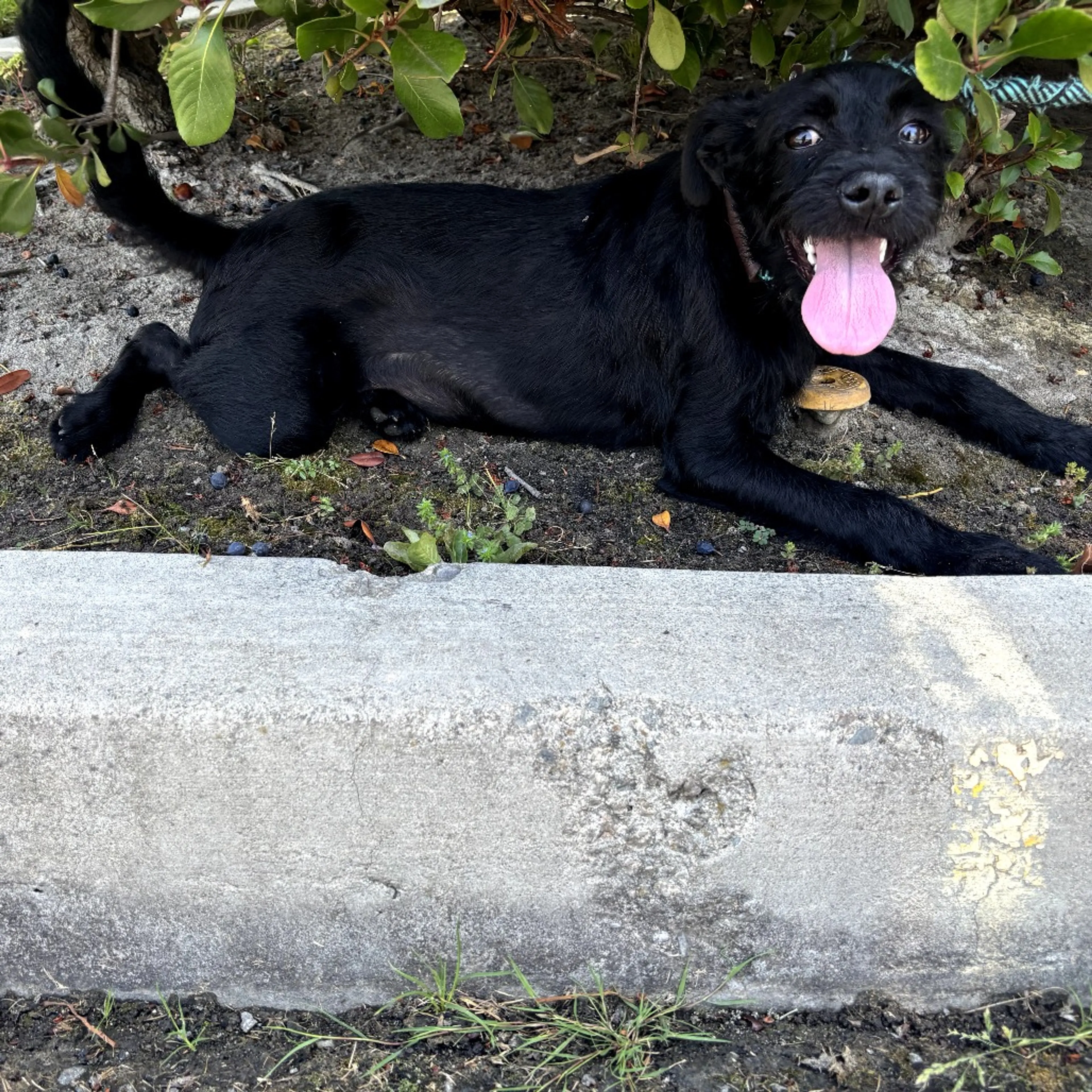 Found pet-11