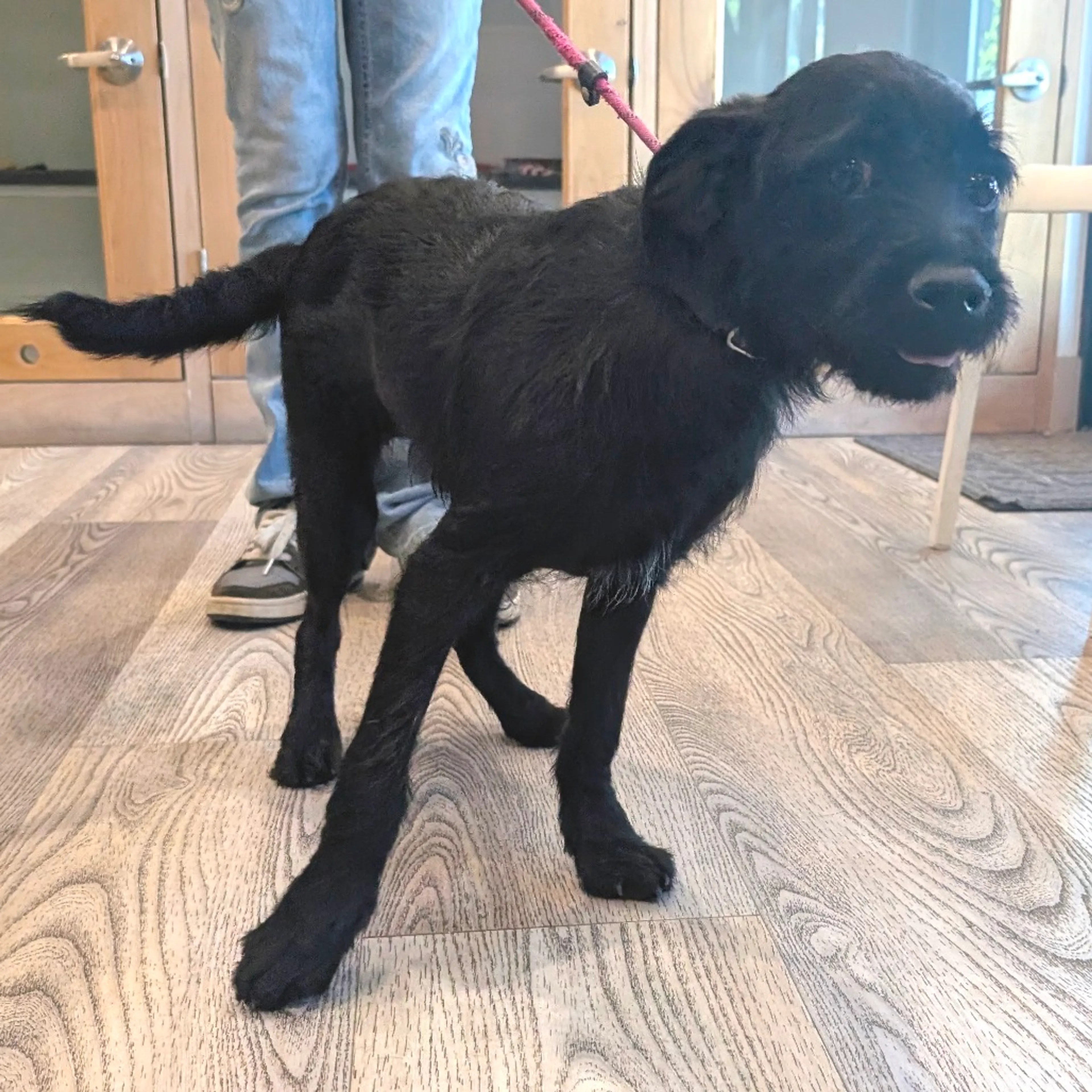 Found pet-5
