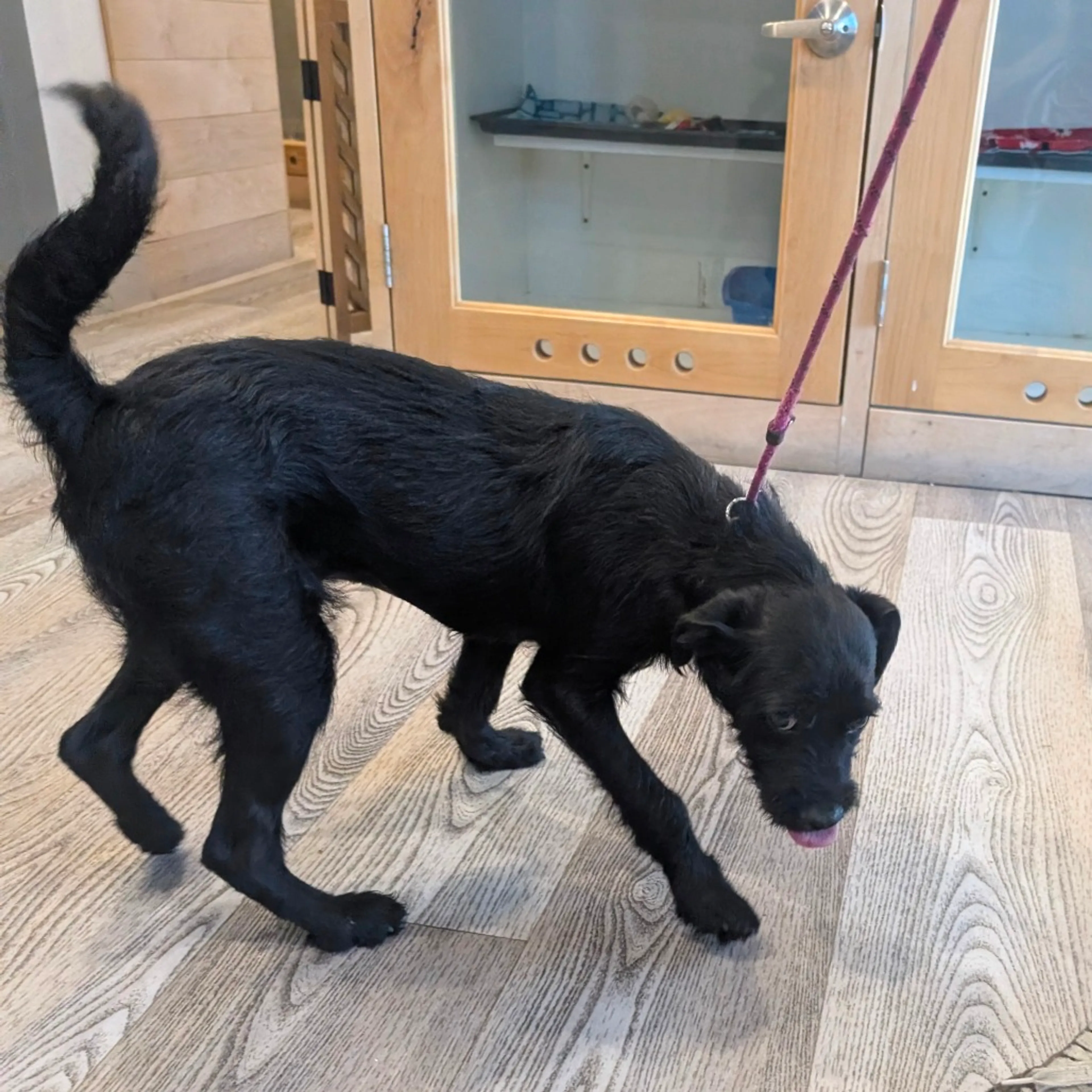 Found pet-6