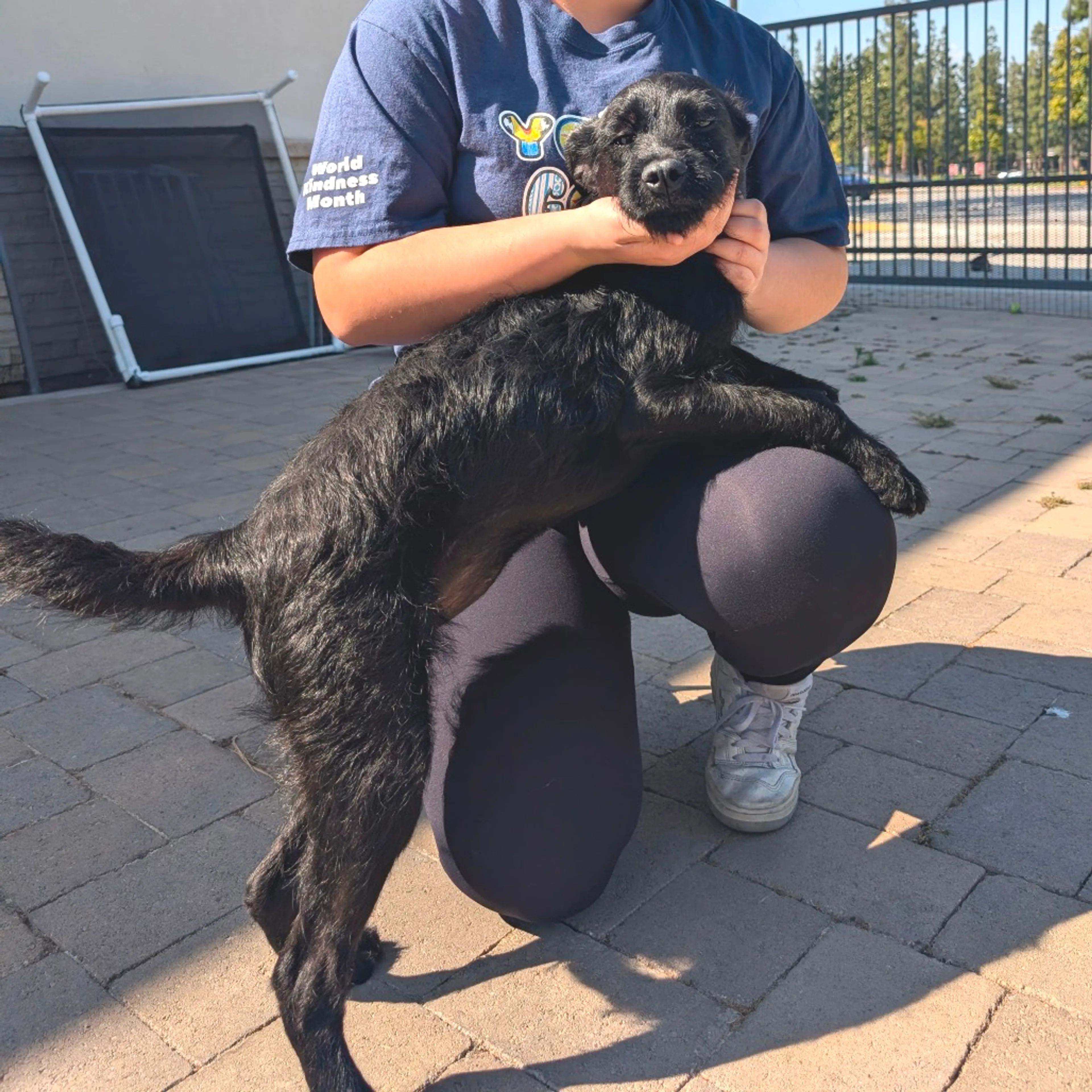 Found pet-17