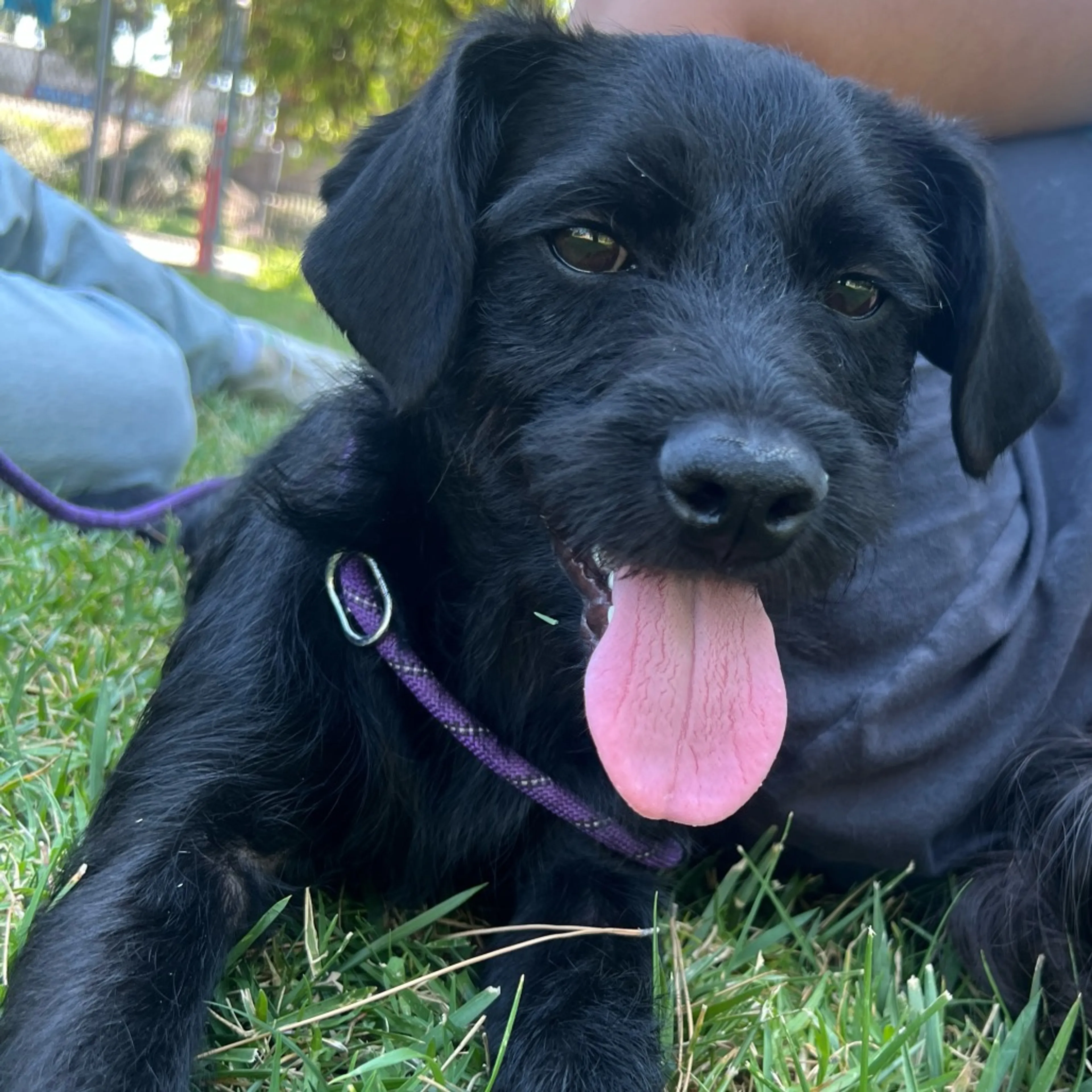 Found pet-19
