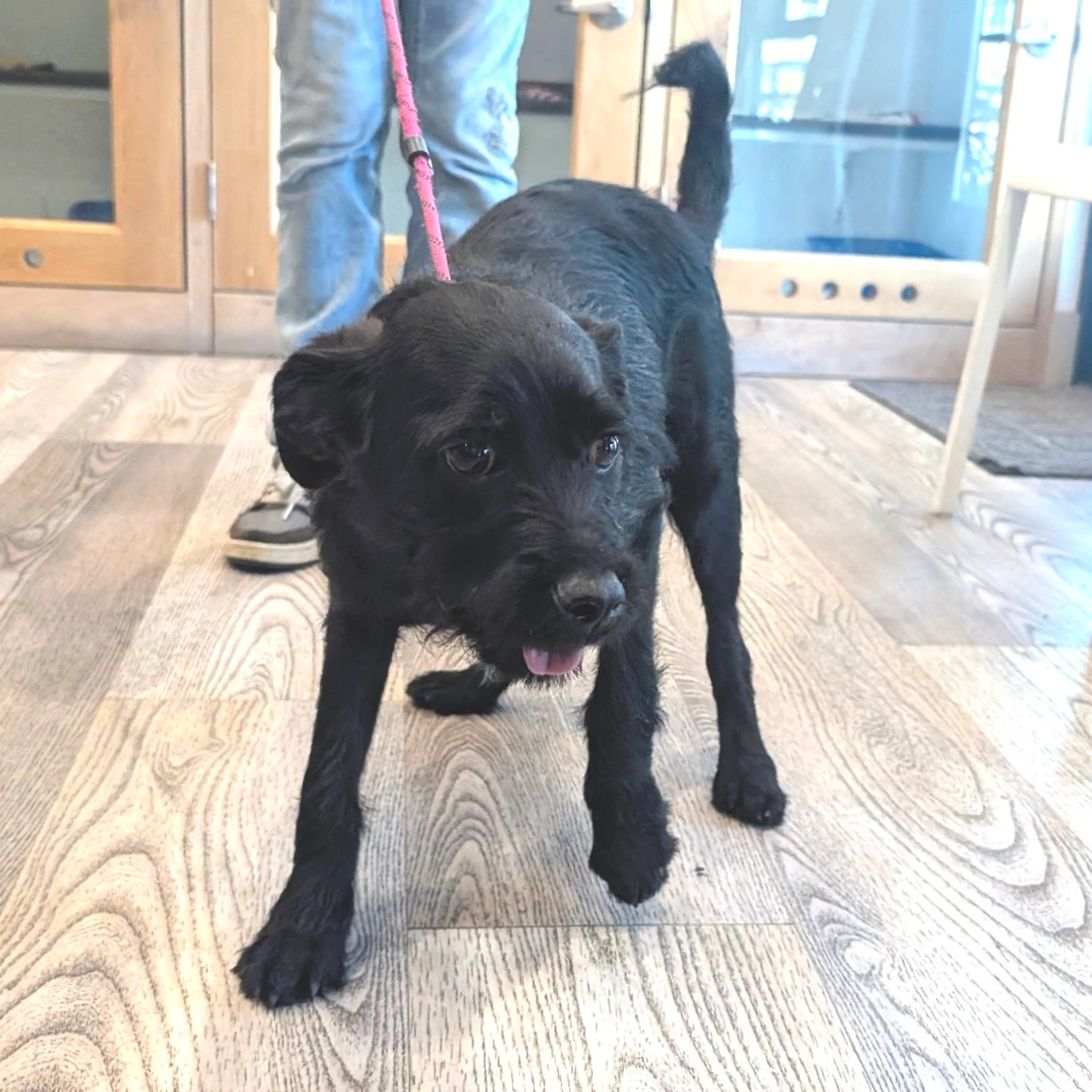 Found pet-4