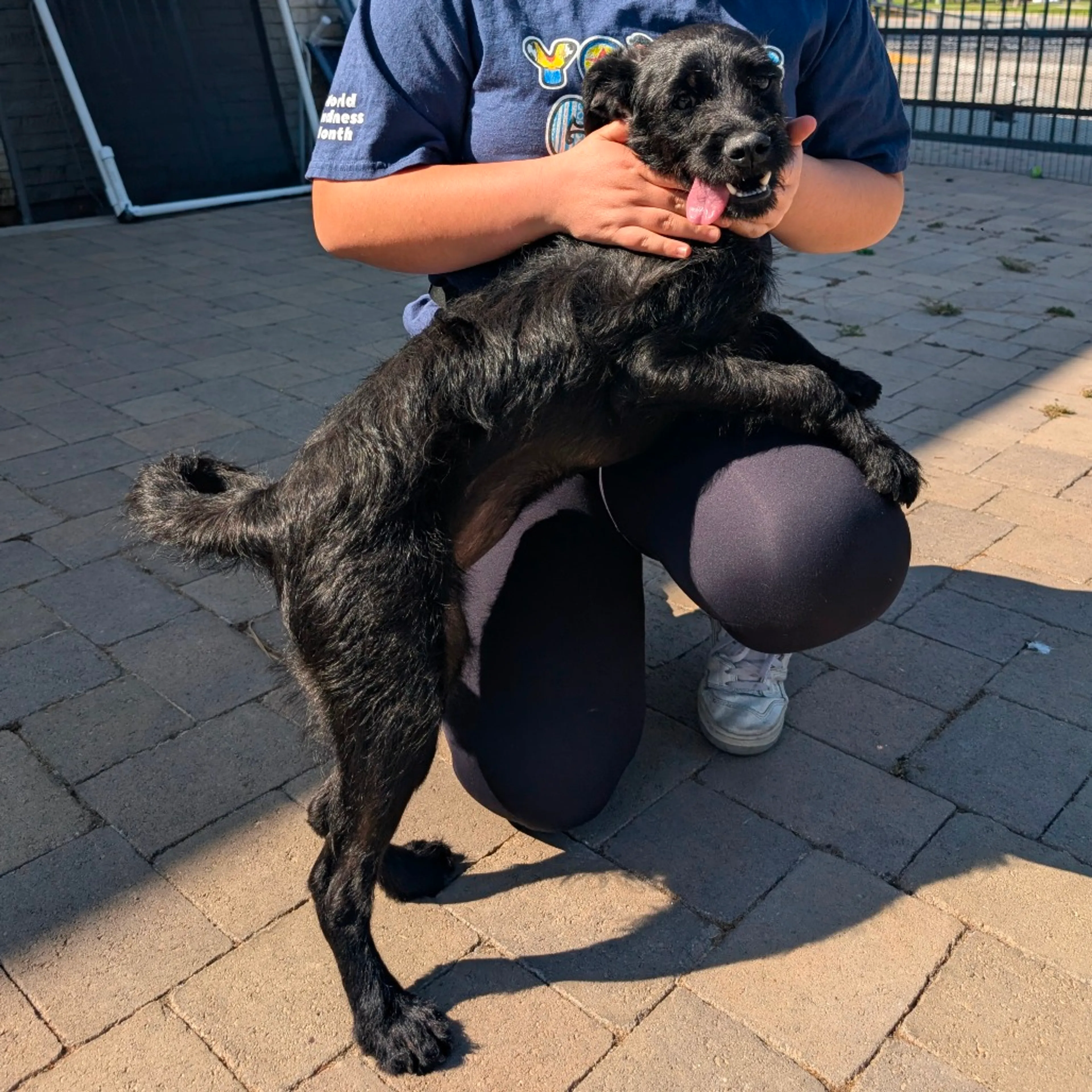 Found pet-15