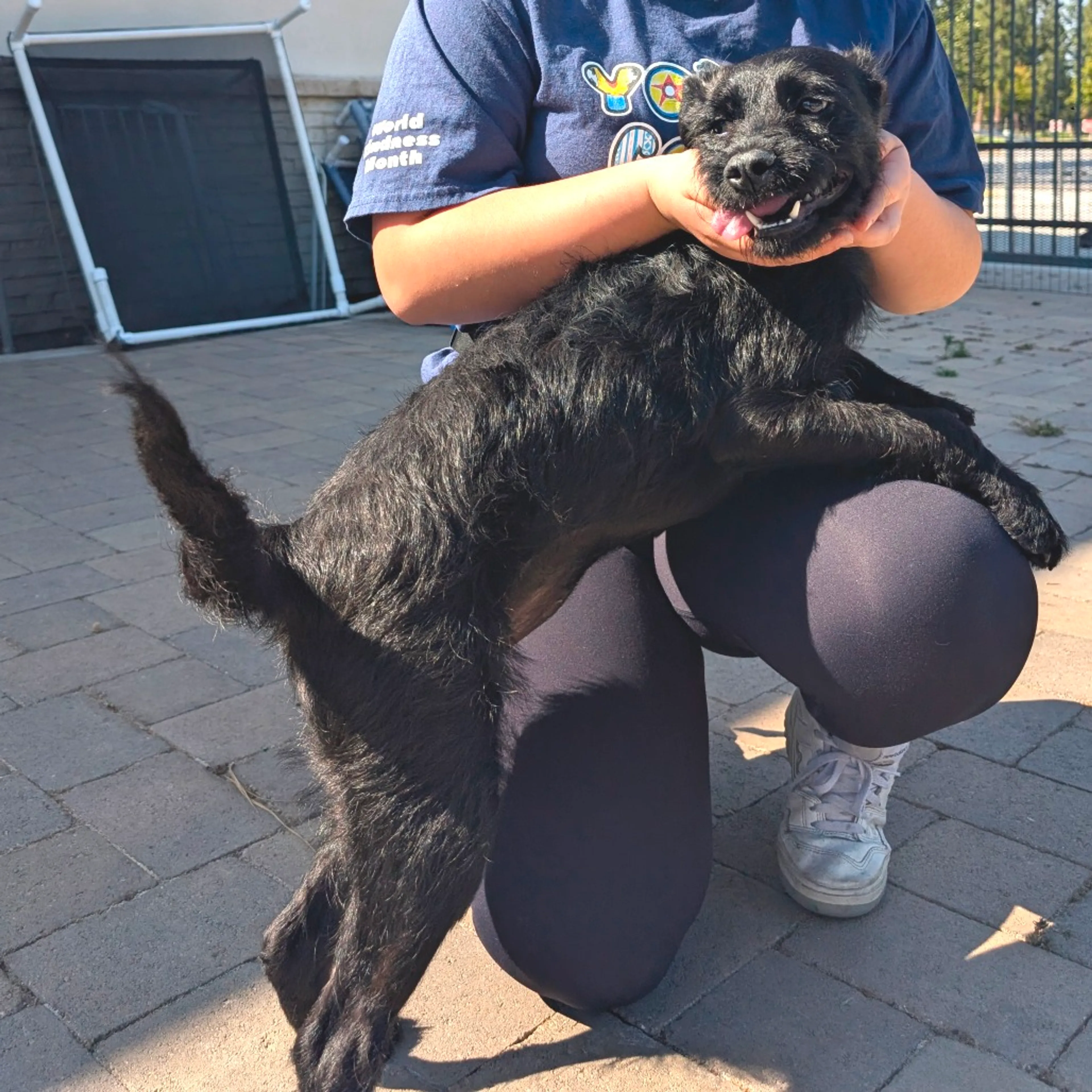 Found pet-14
